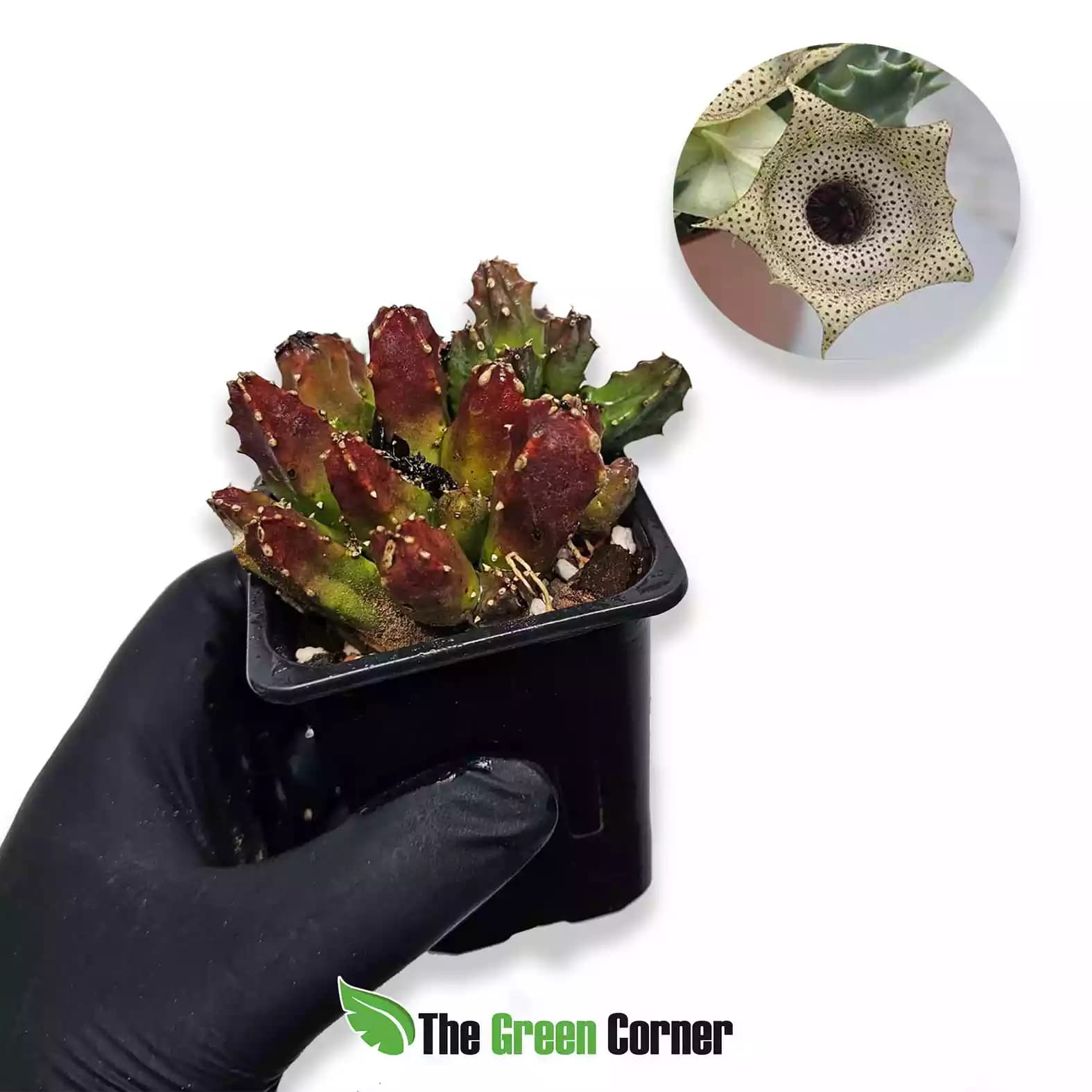 huernia-campanulata