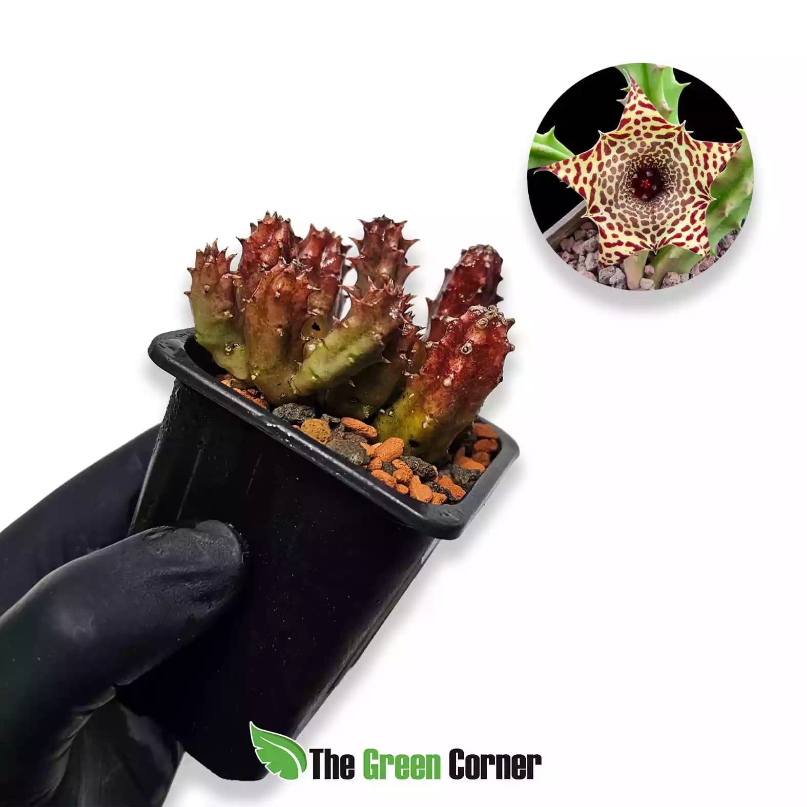 Huernia hislopii robusta