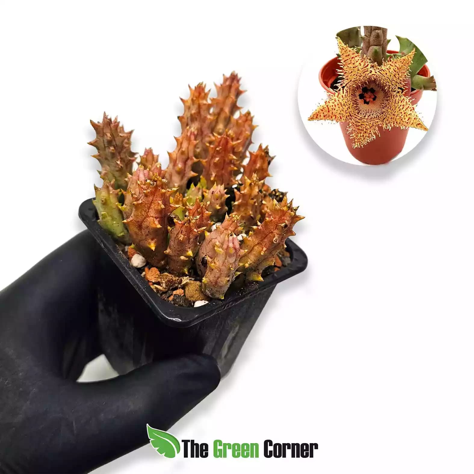 huernia-hystrix