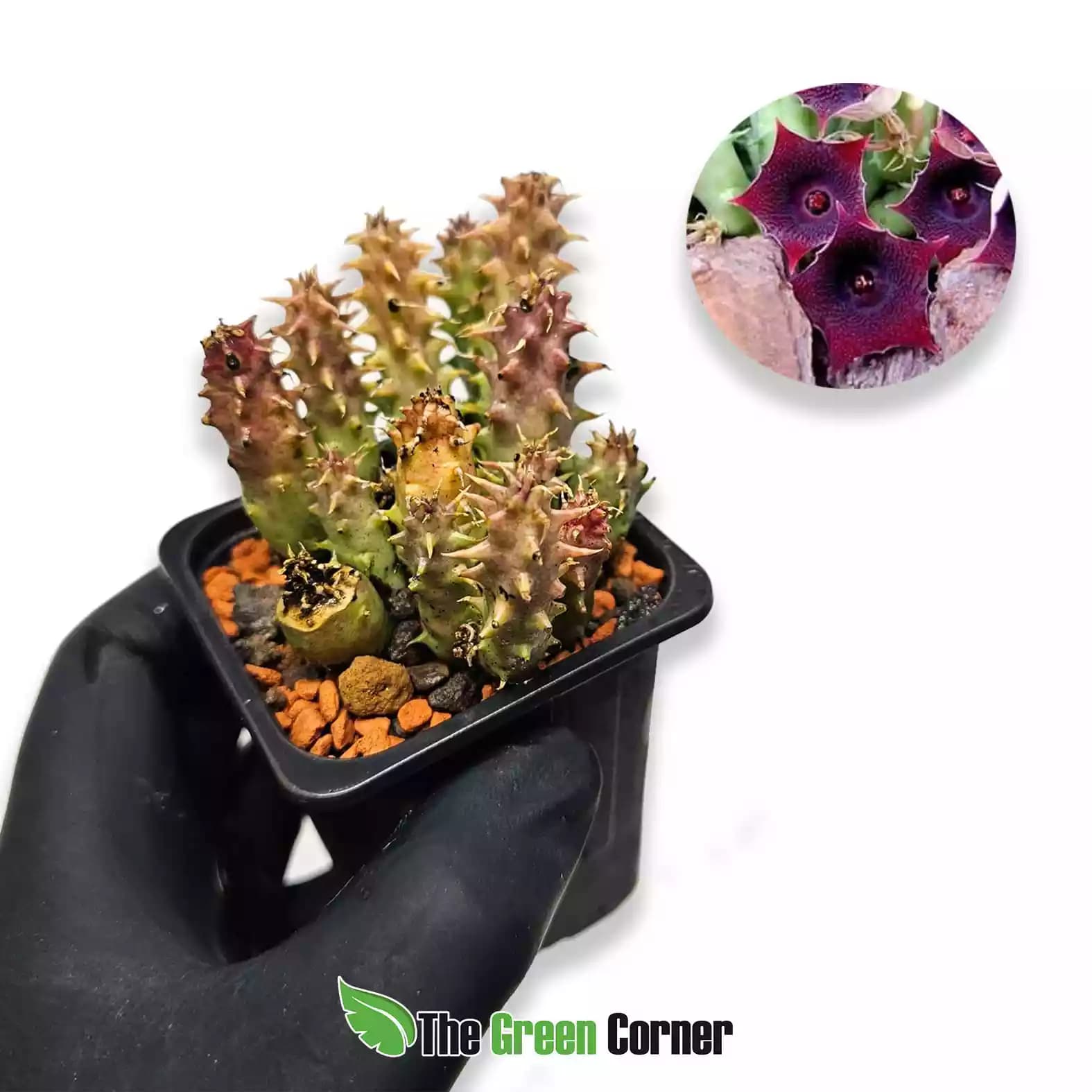 Huernia macrocarpa