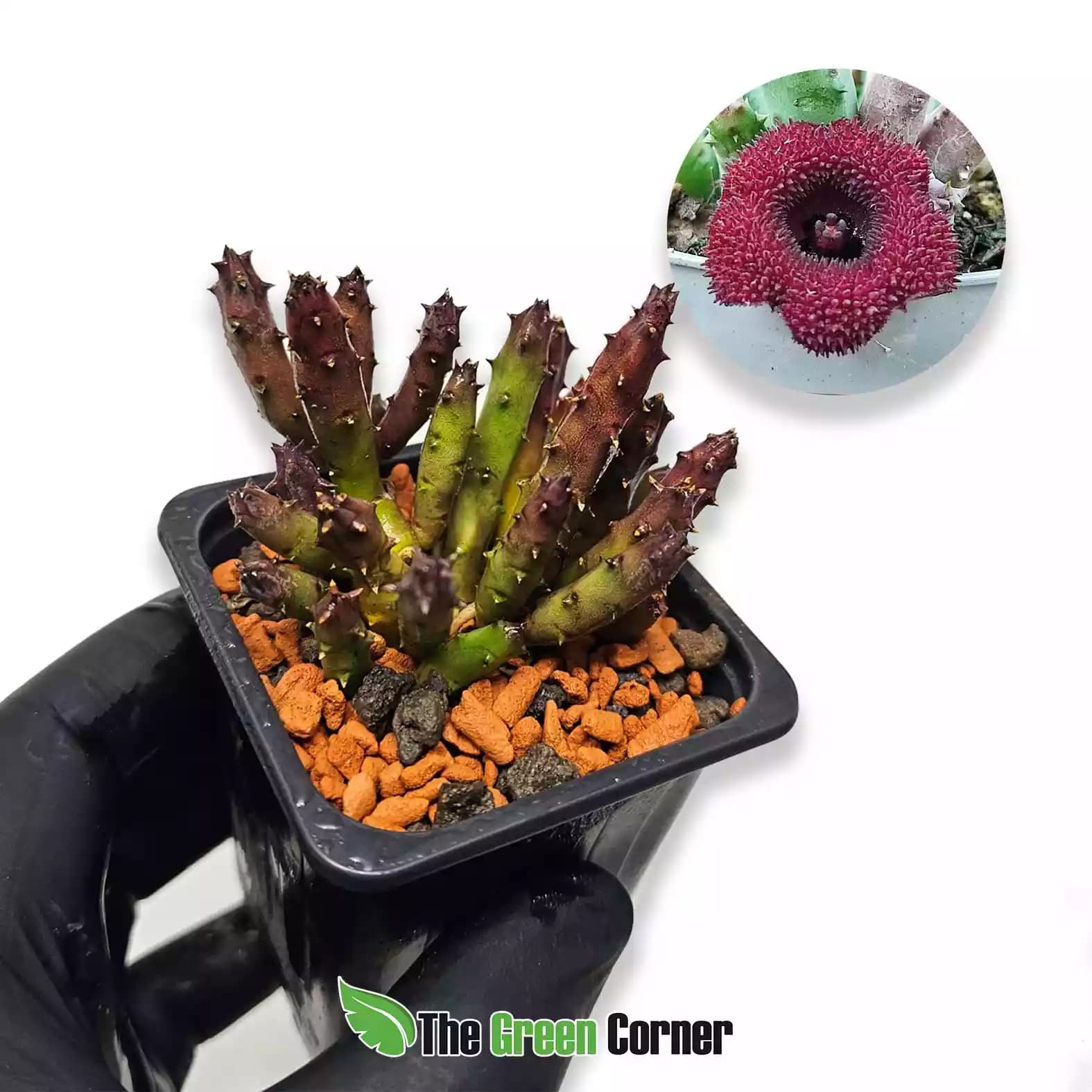 Huernia pendurata