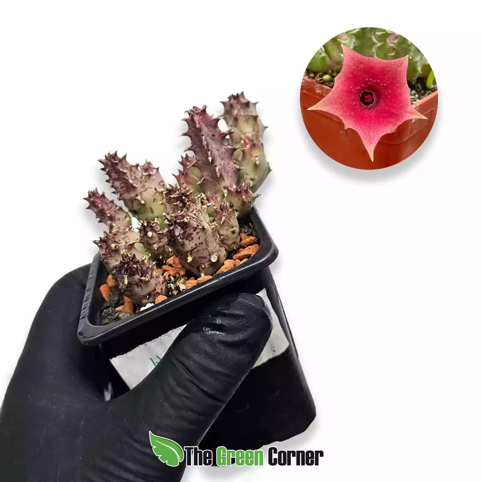 huernia-pink-eye