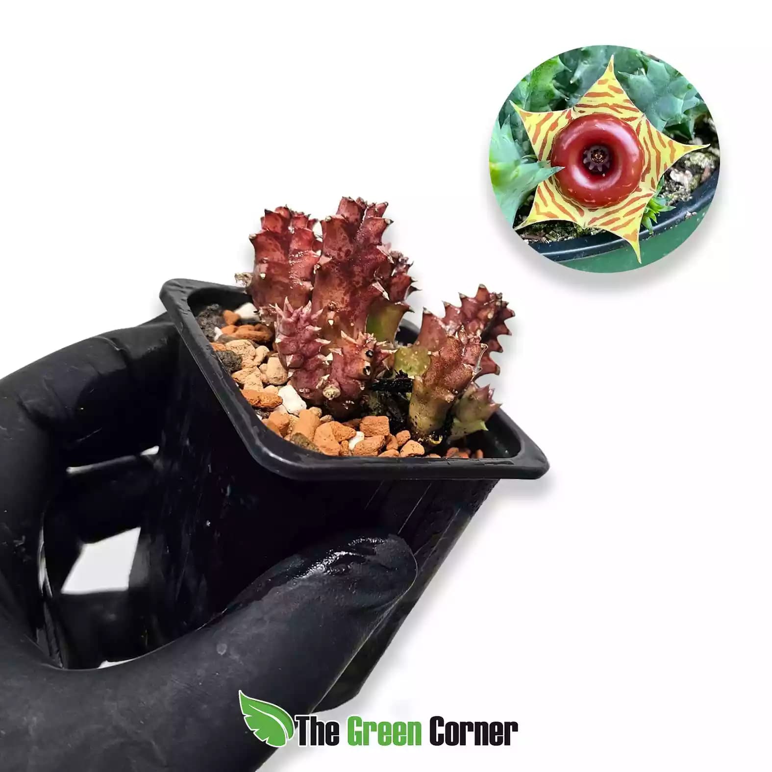huernia-zebrina
