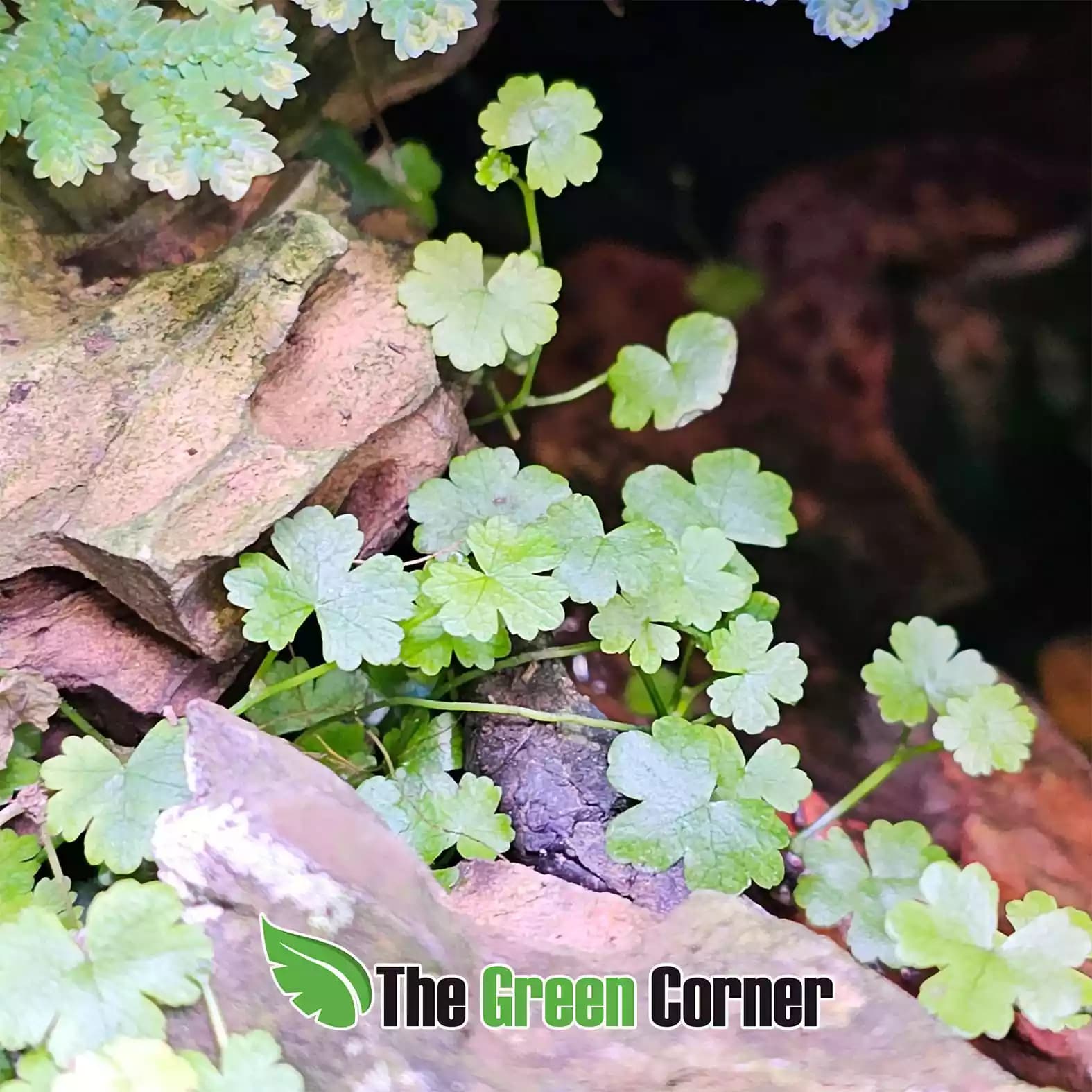 Hydrocotyle tripartita 2