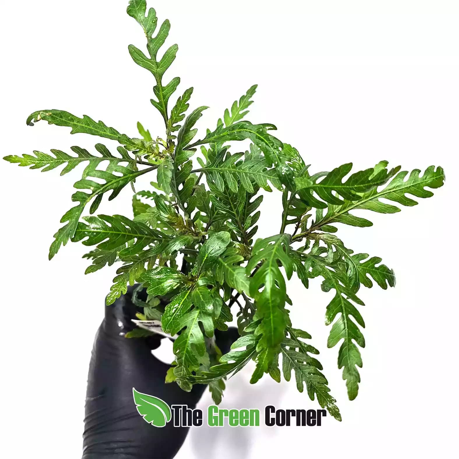 hygrophila-pinnatifida-detalle