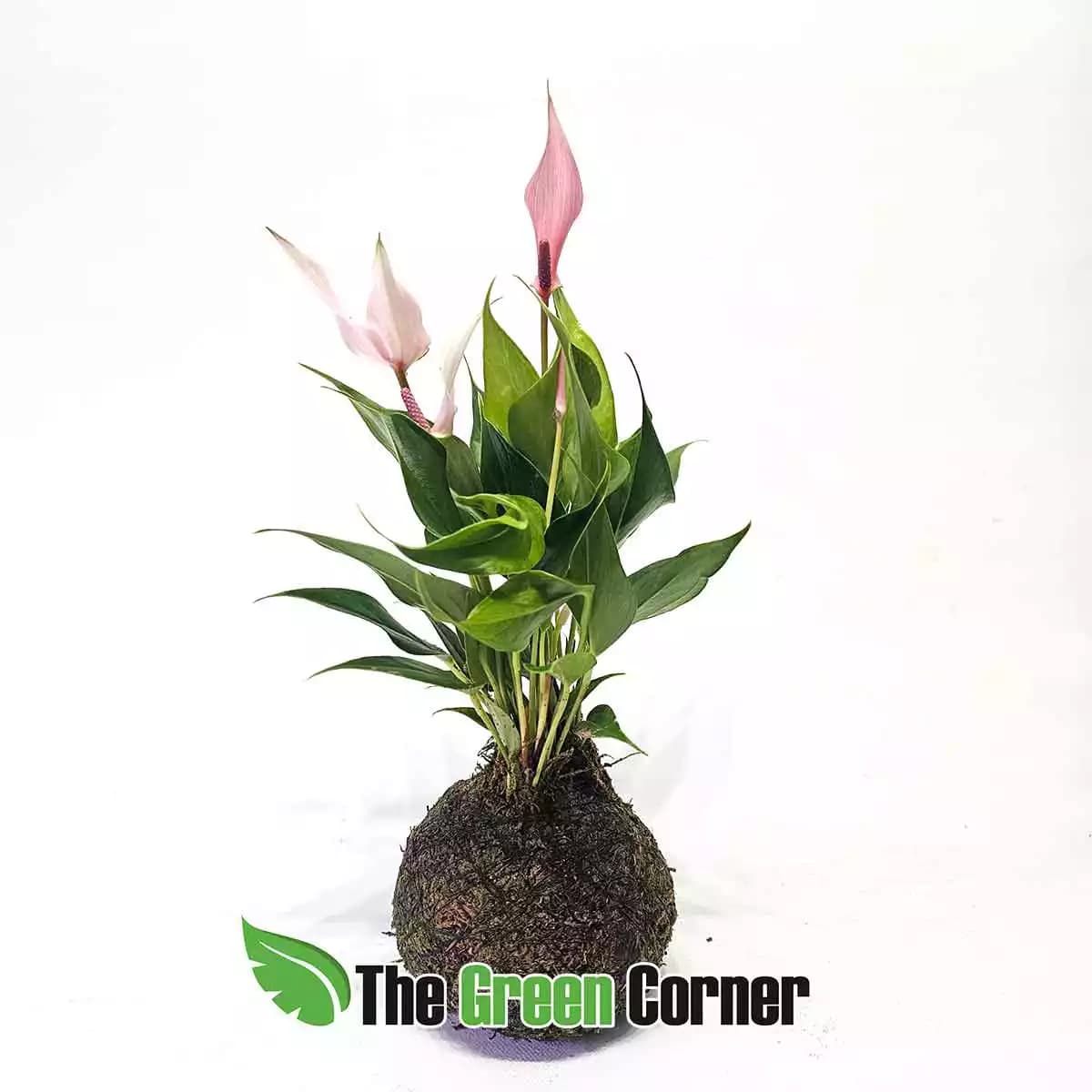 kokedama-spatiphyllum-rosa