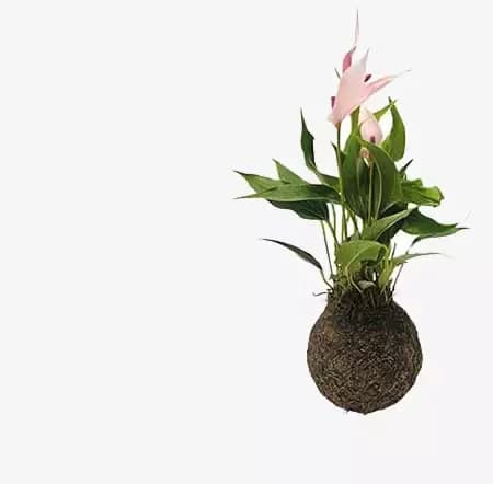 Kokedama