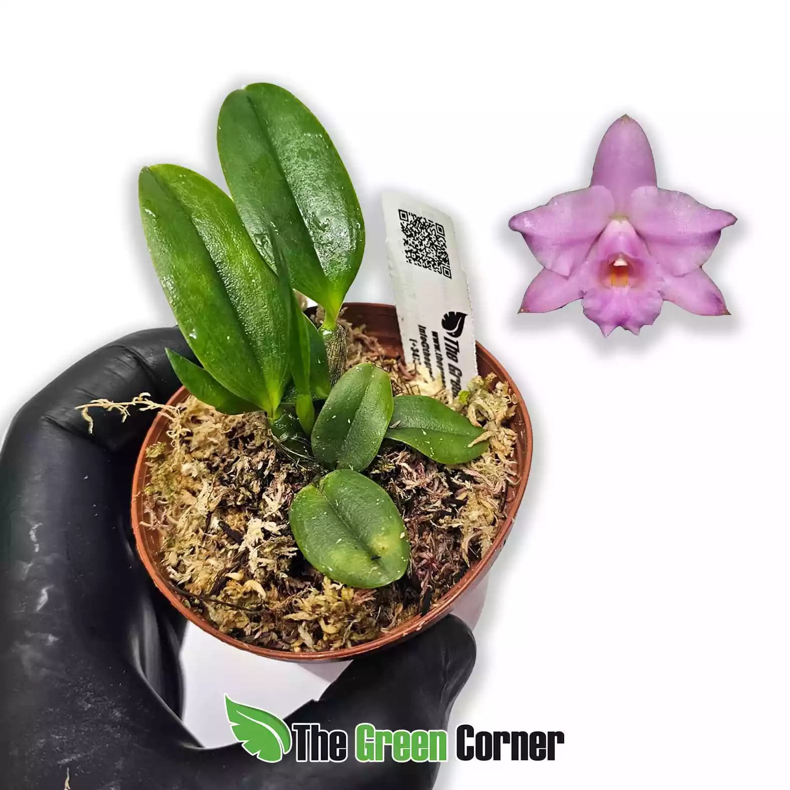 _laelia-alaorii-rubra