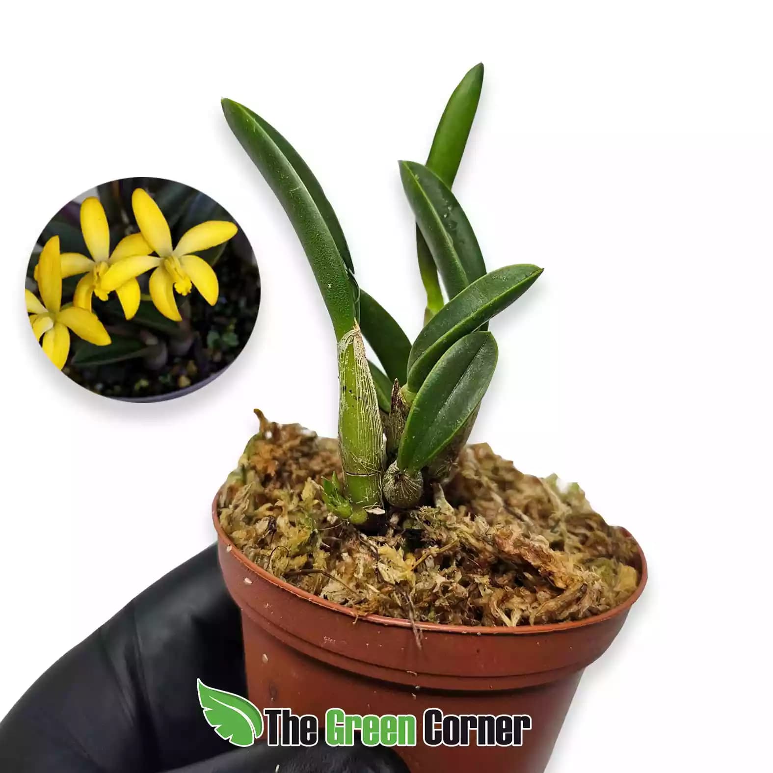 laelia-bradei