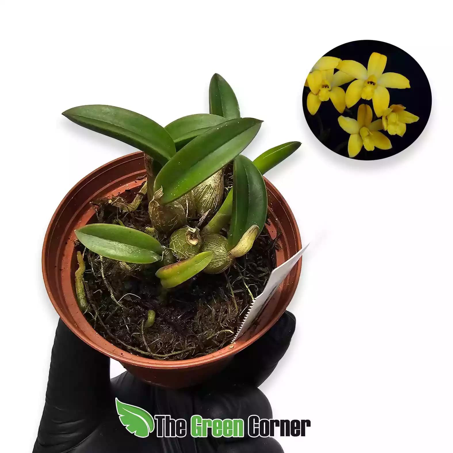 laelia-cruziana