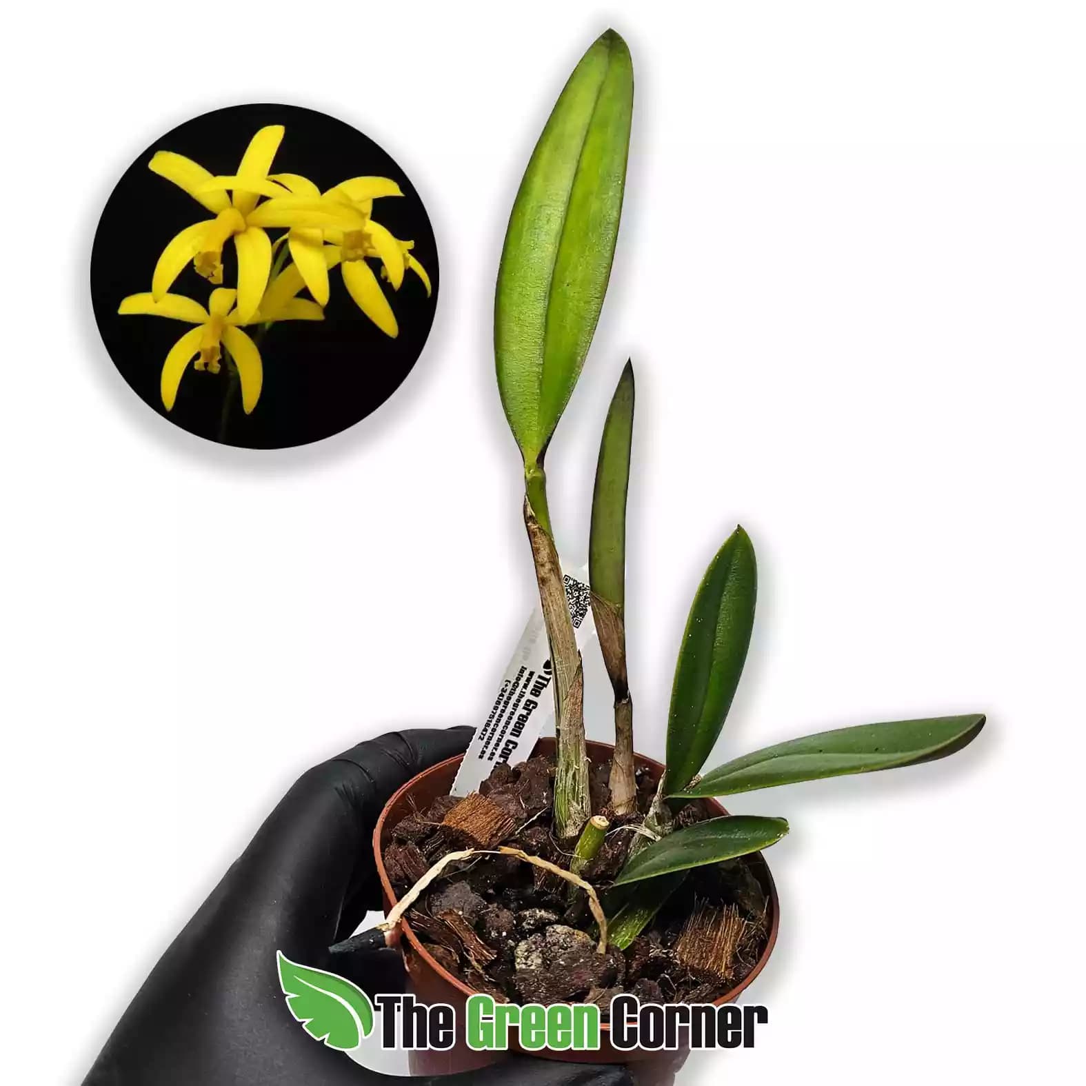 laelia-flavasulina