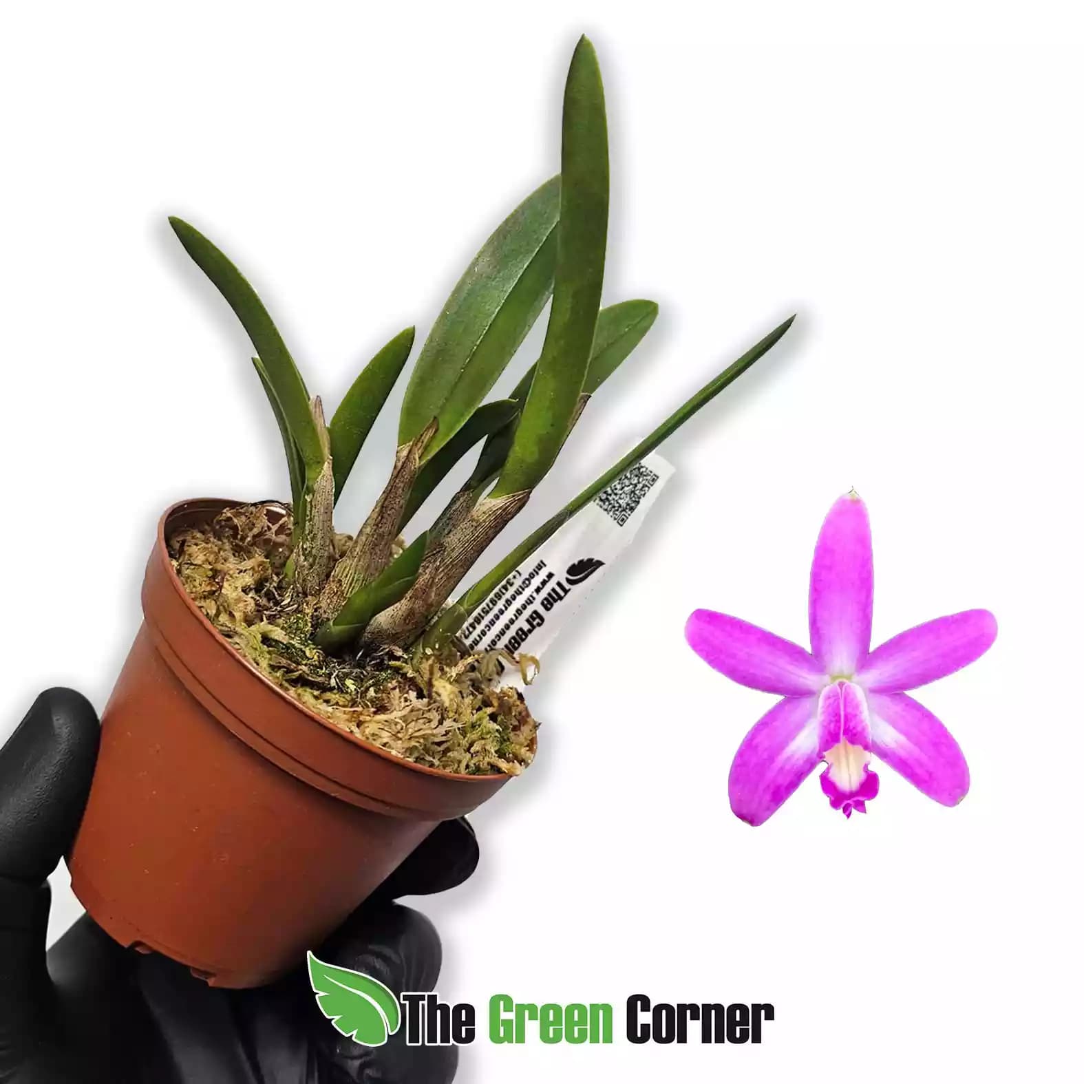 laelia-longipes-x-milleri-hyb