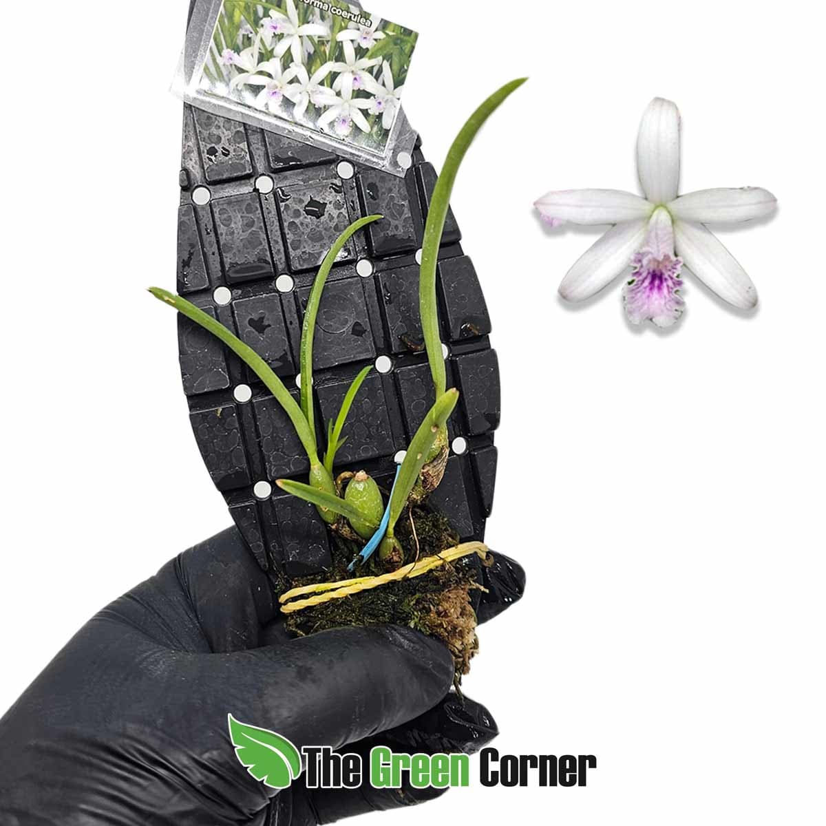 laelia-lundii-coeruela