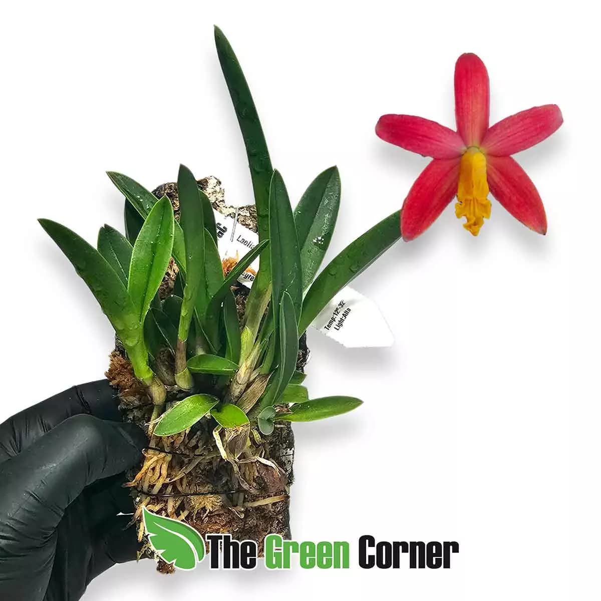 laelia-milleri-x-lucasiana