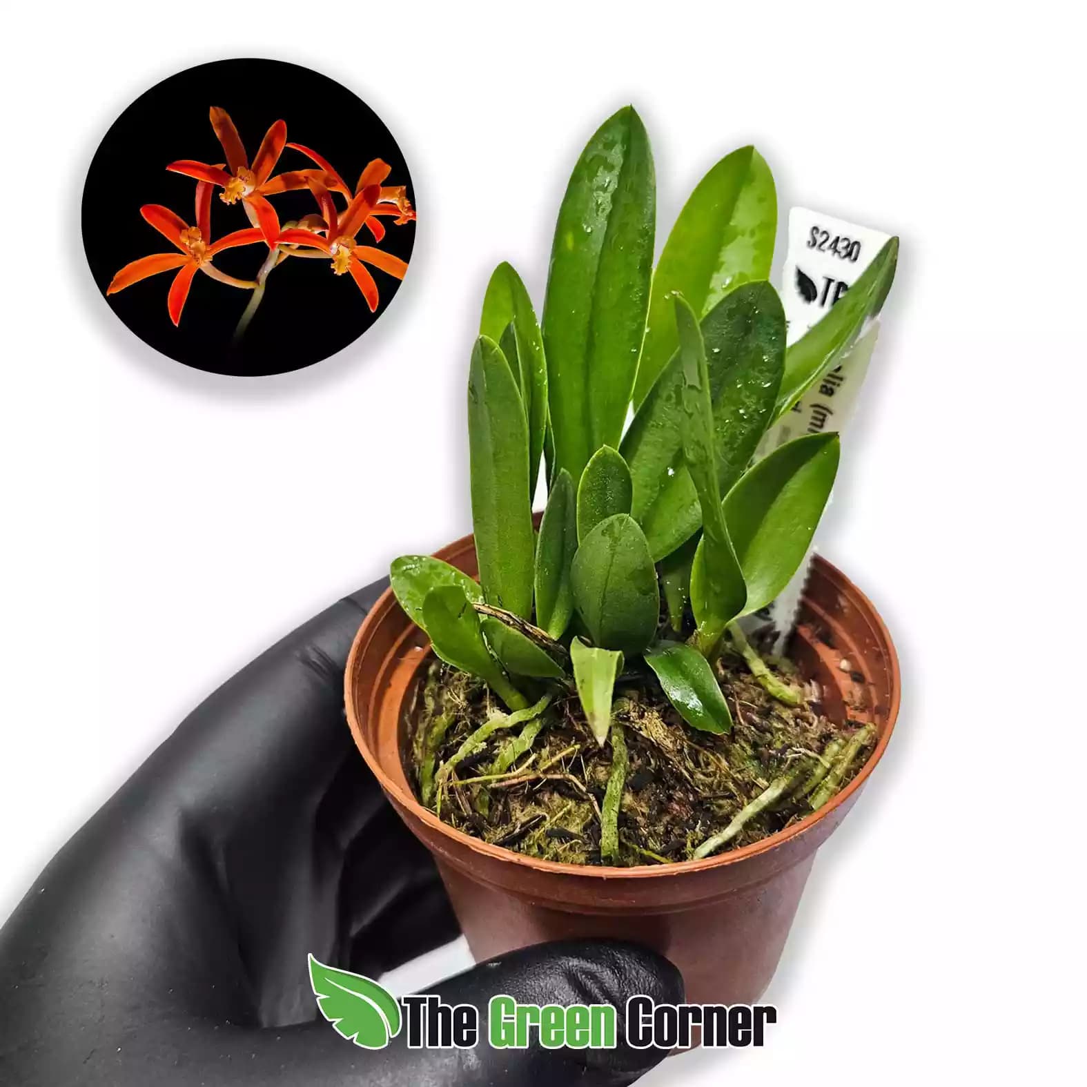 laelia-milleri-x-riograndiensis