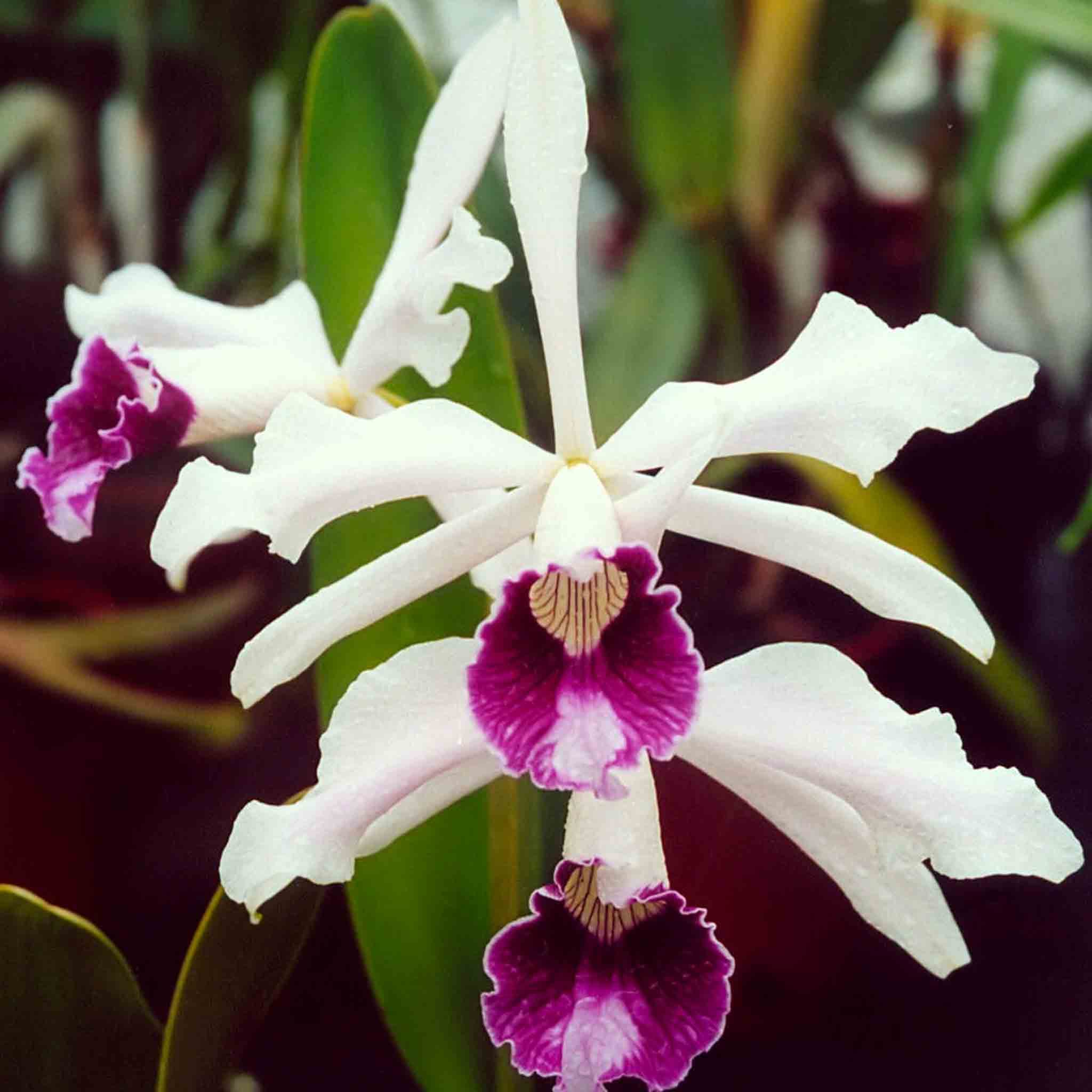 Laelia purpurata 2