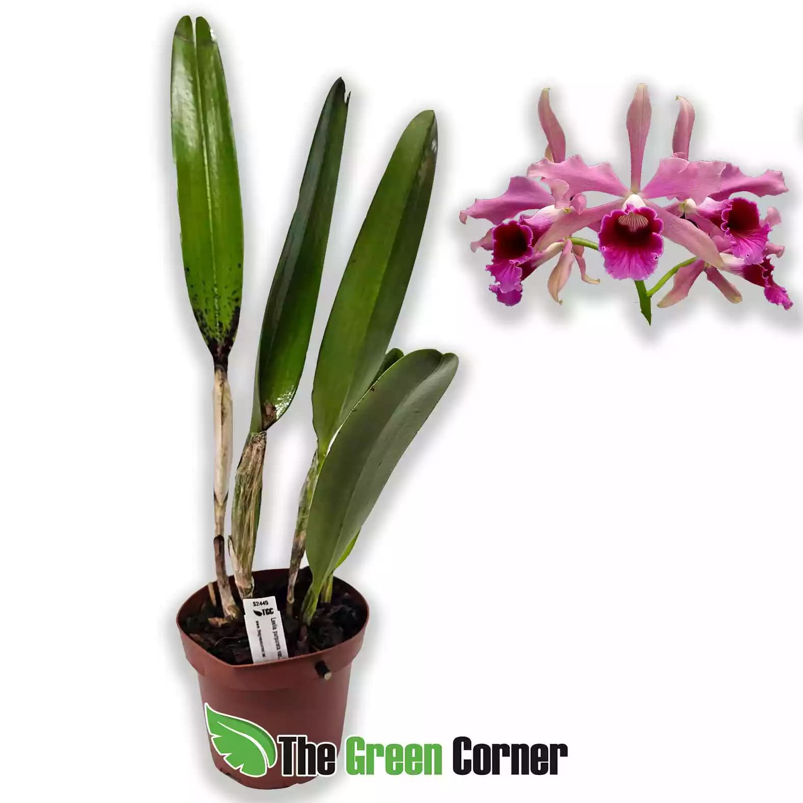 laelia-purpurata-sanguinea