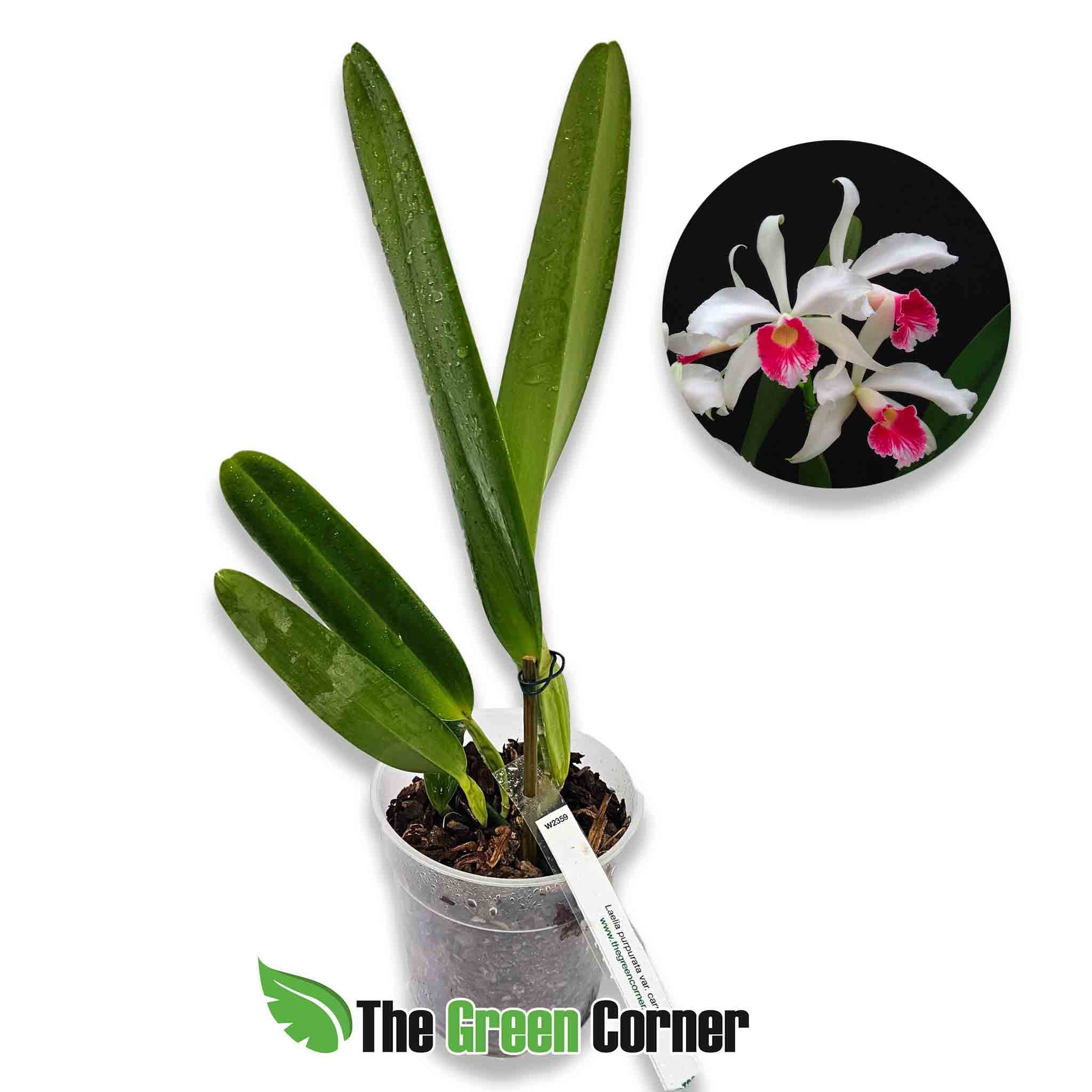 laelia-purpurata-variedad-carnea