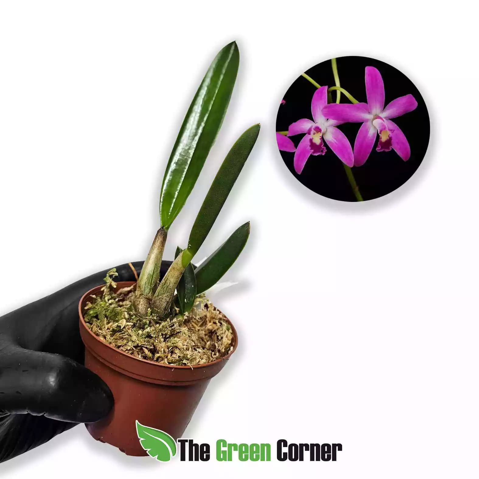 laelia-rupestris