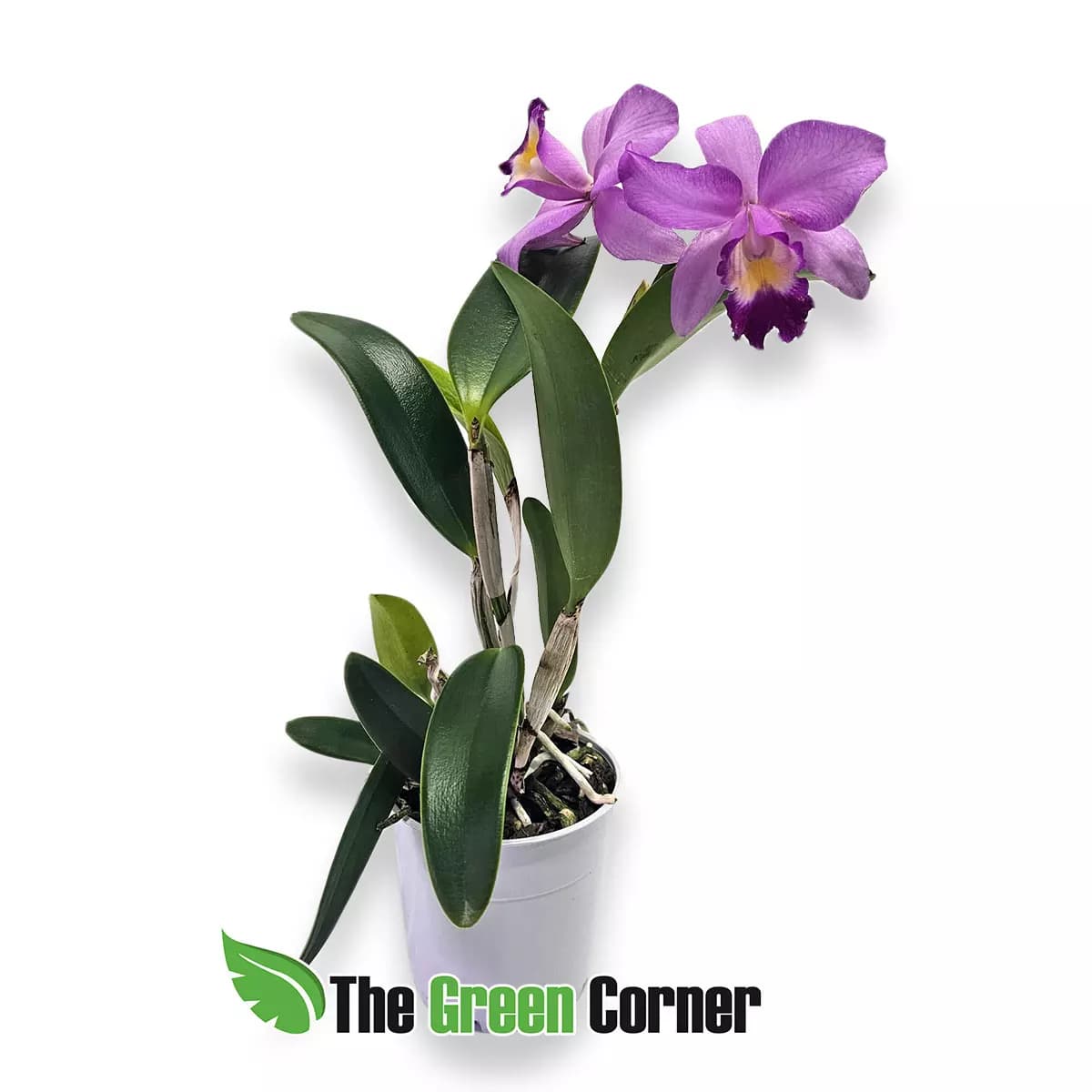 laeliocattleya-anna-ingham