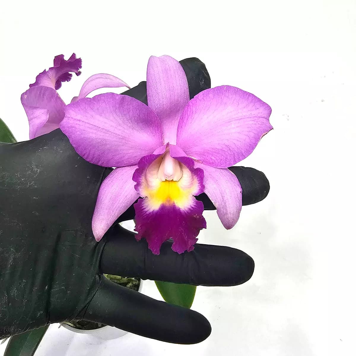 laeliocattleya-anna-inham-flor