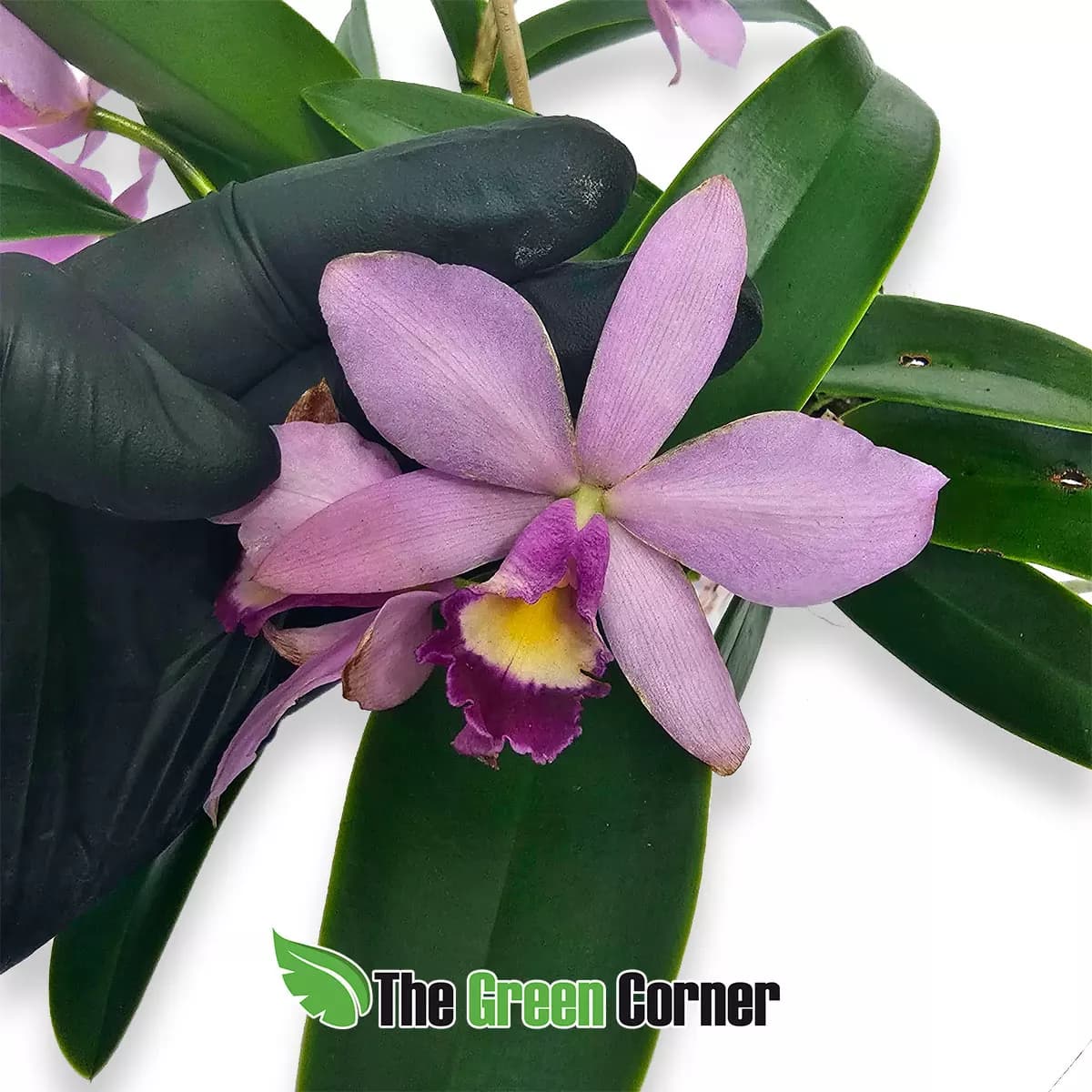 laeliocattleya-bons-amigos