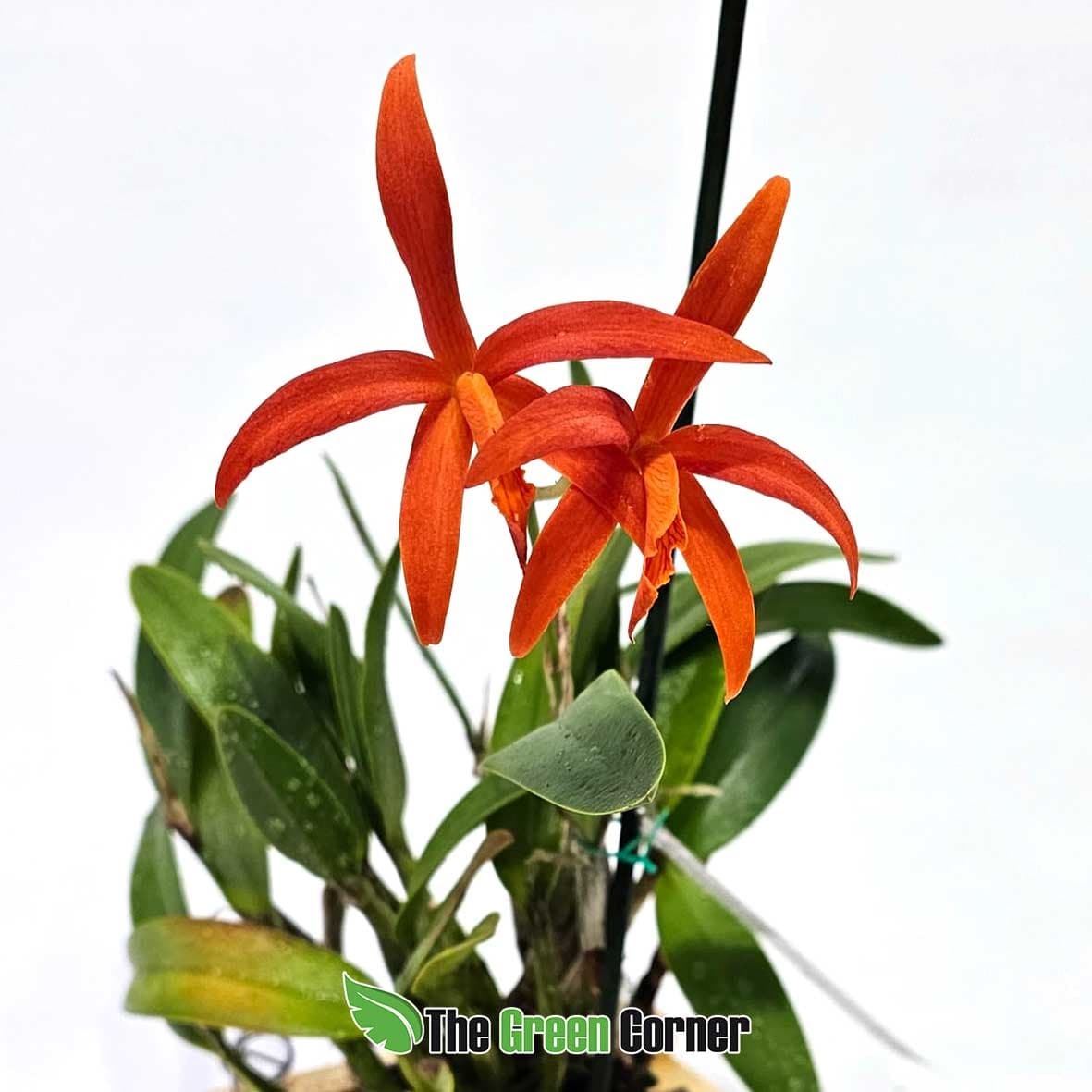 laeliocattleya-pomme-dor-flor