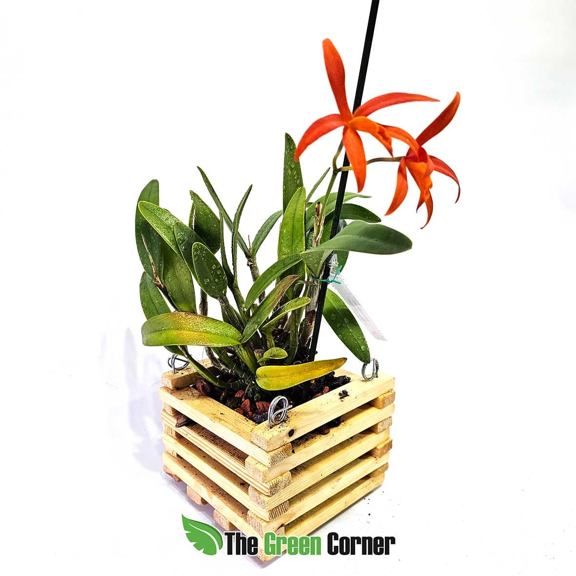 laeliocattleya-pomme-dor
