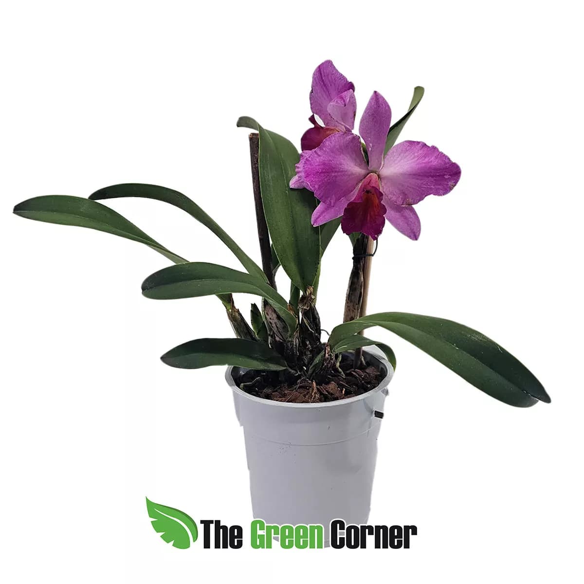 laeliocattleya-sweet-purple-red-label