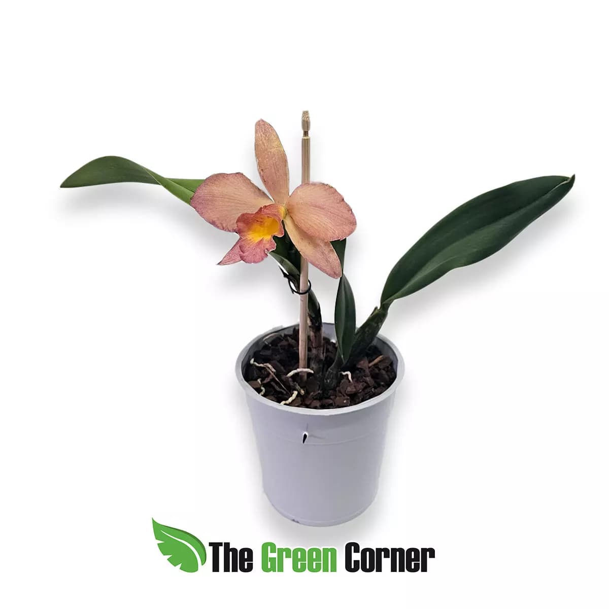 laeliocattleya-sweet-salmon