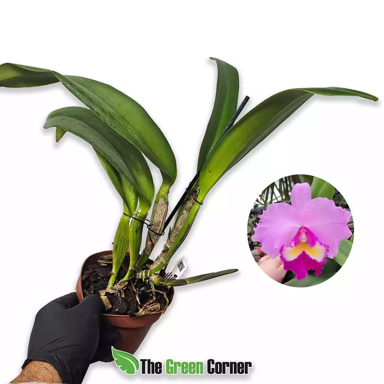 Cattleya Nobile’s Coronation x Lake Casitas