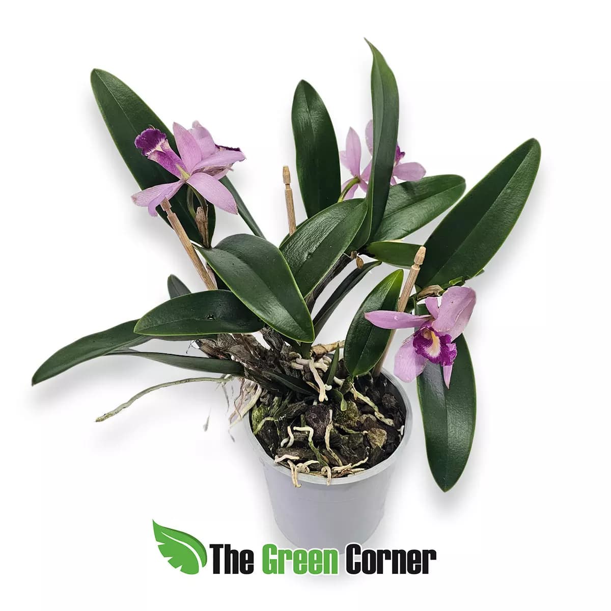 Laeliocattleya hybrid Bons Amigos 2
