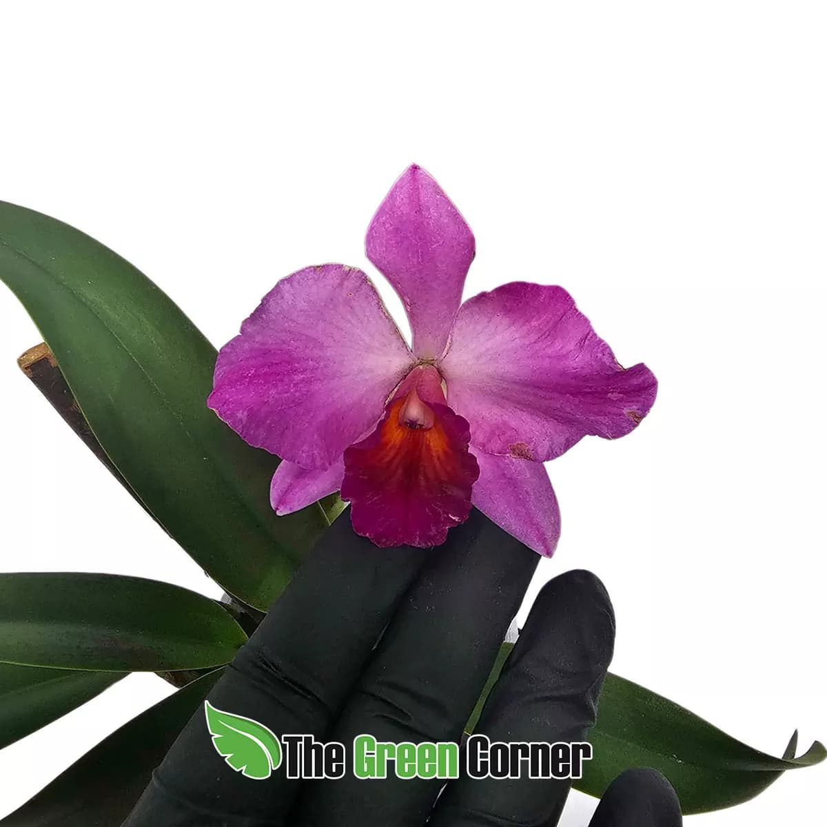 lc-purple-red-label