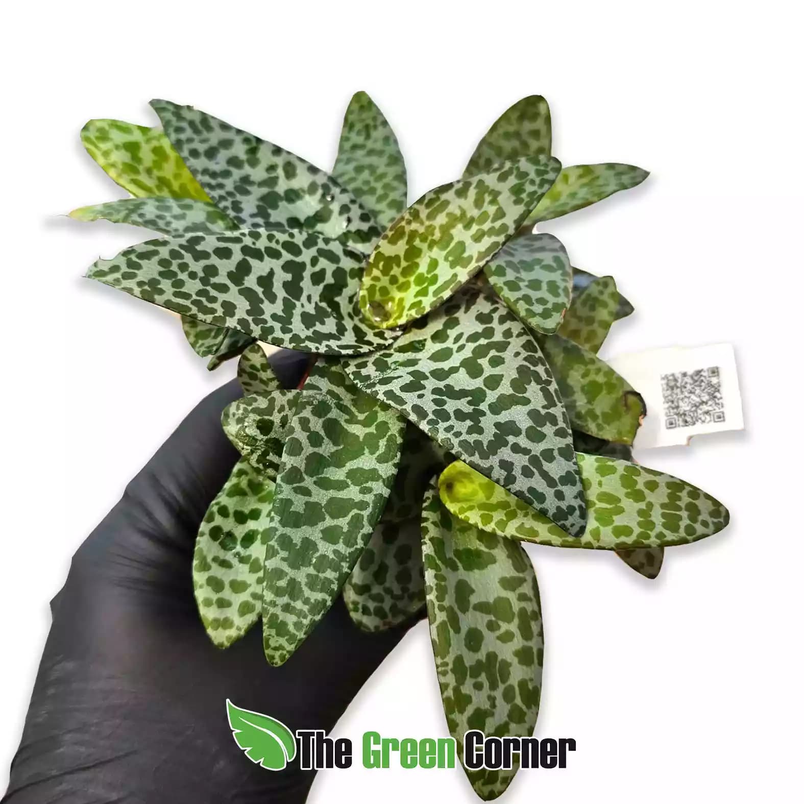 Ledebouria socialis