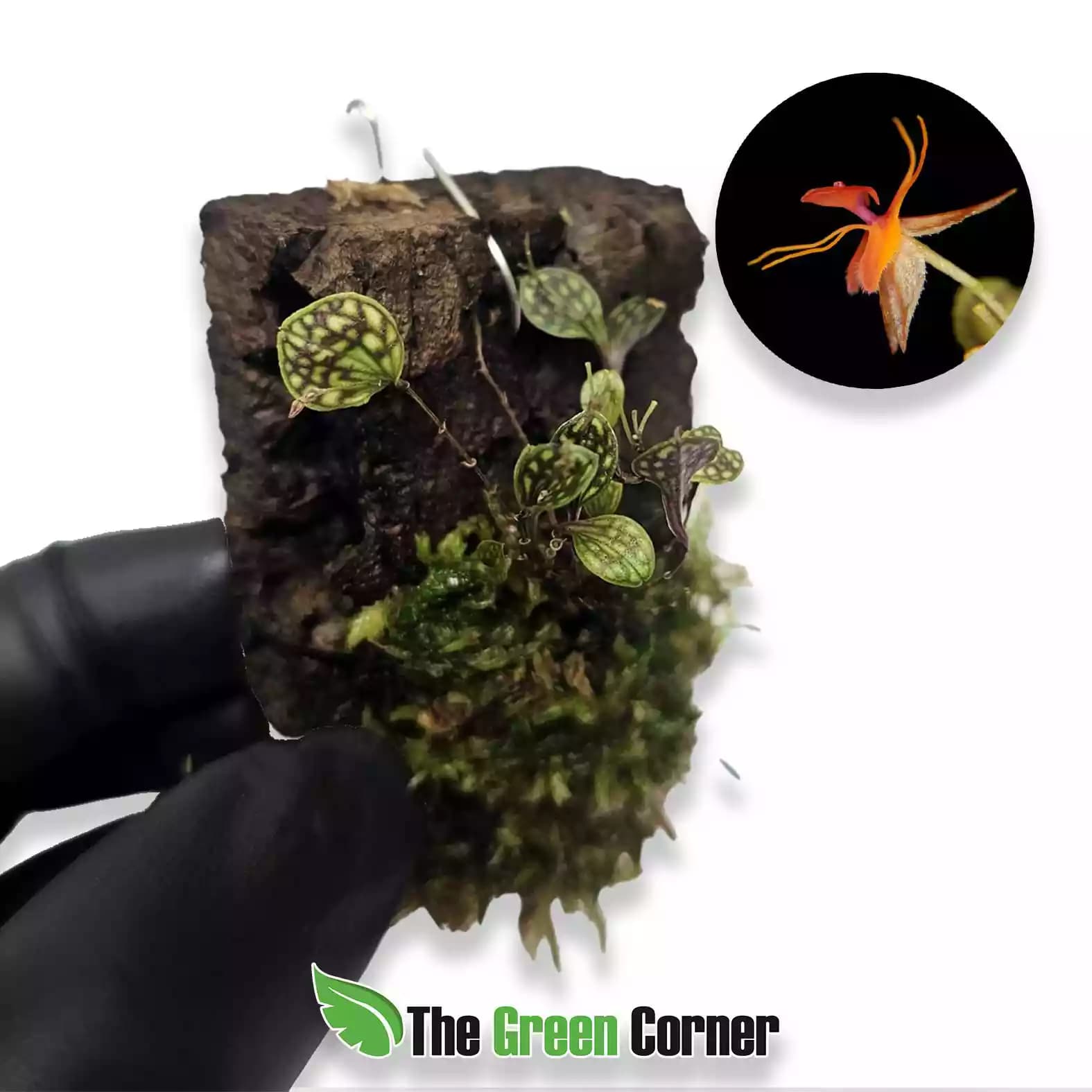 lepanthes-barbelifera-general