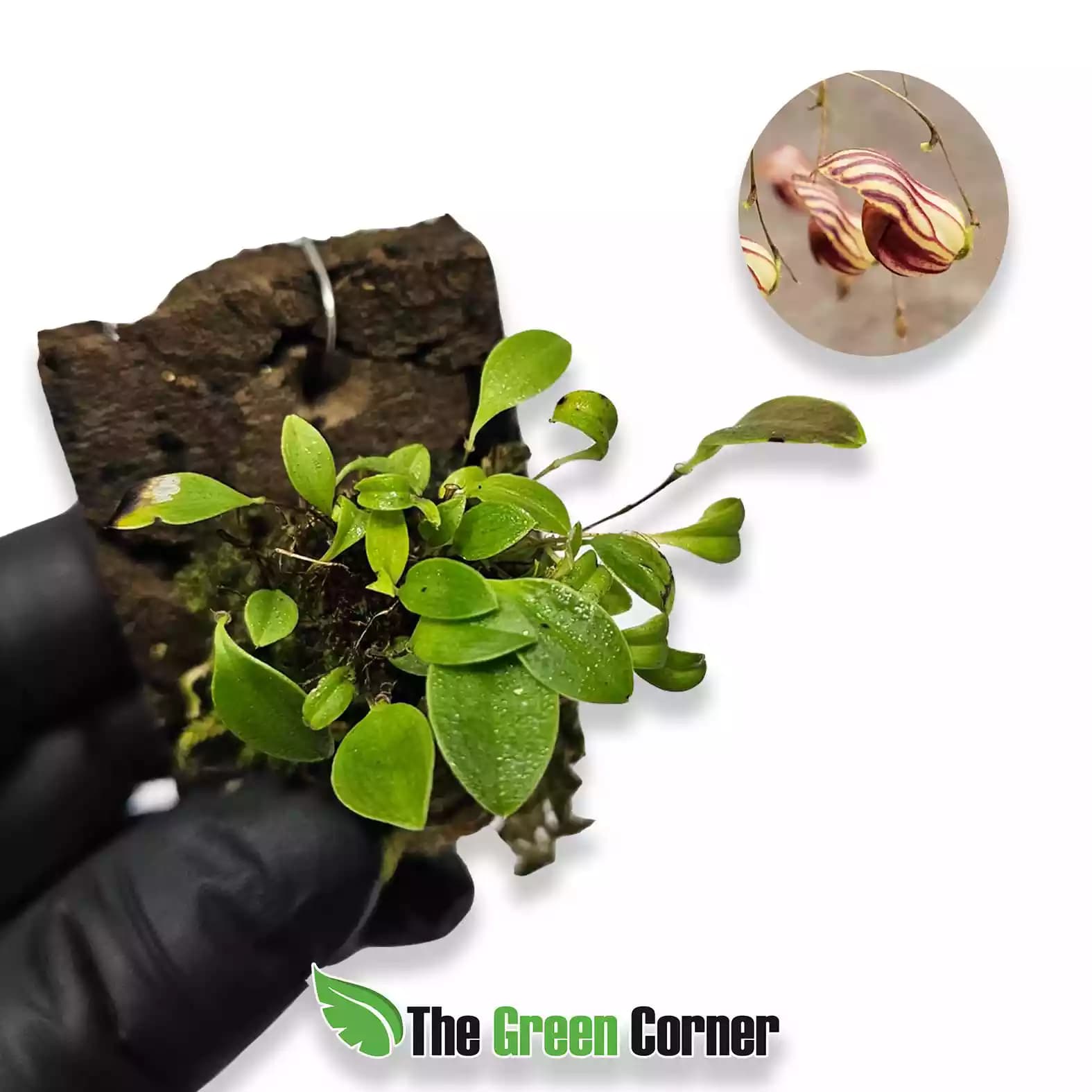 lepanthes-caprimulgus