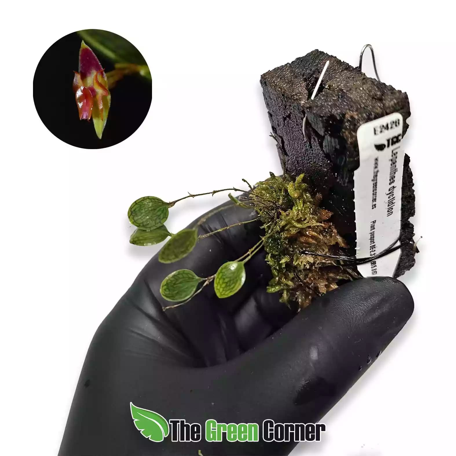 lepanthes-dyction