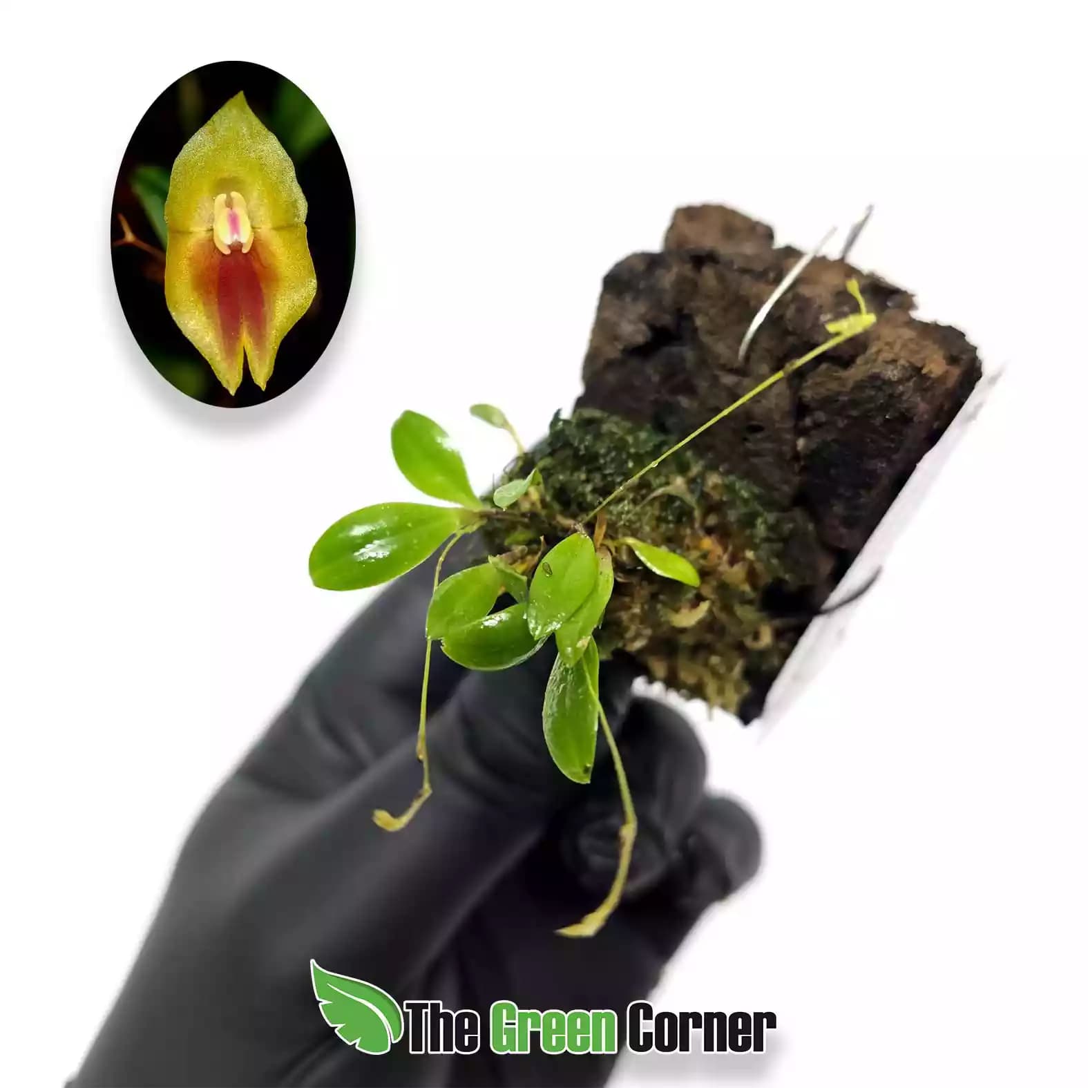 lepanthes-escobariana-lateral