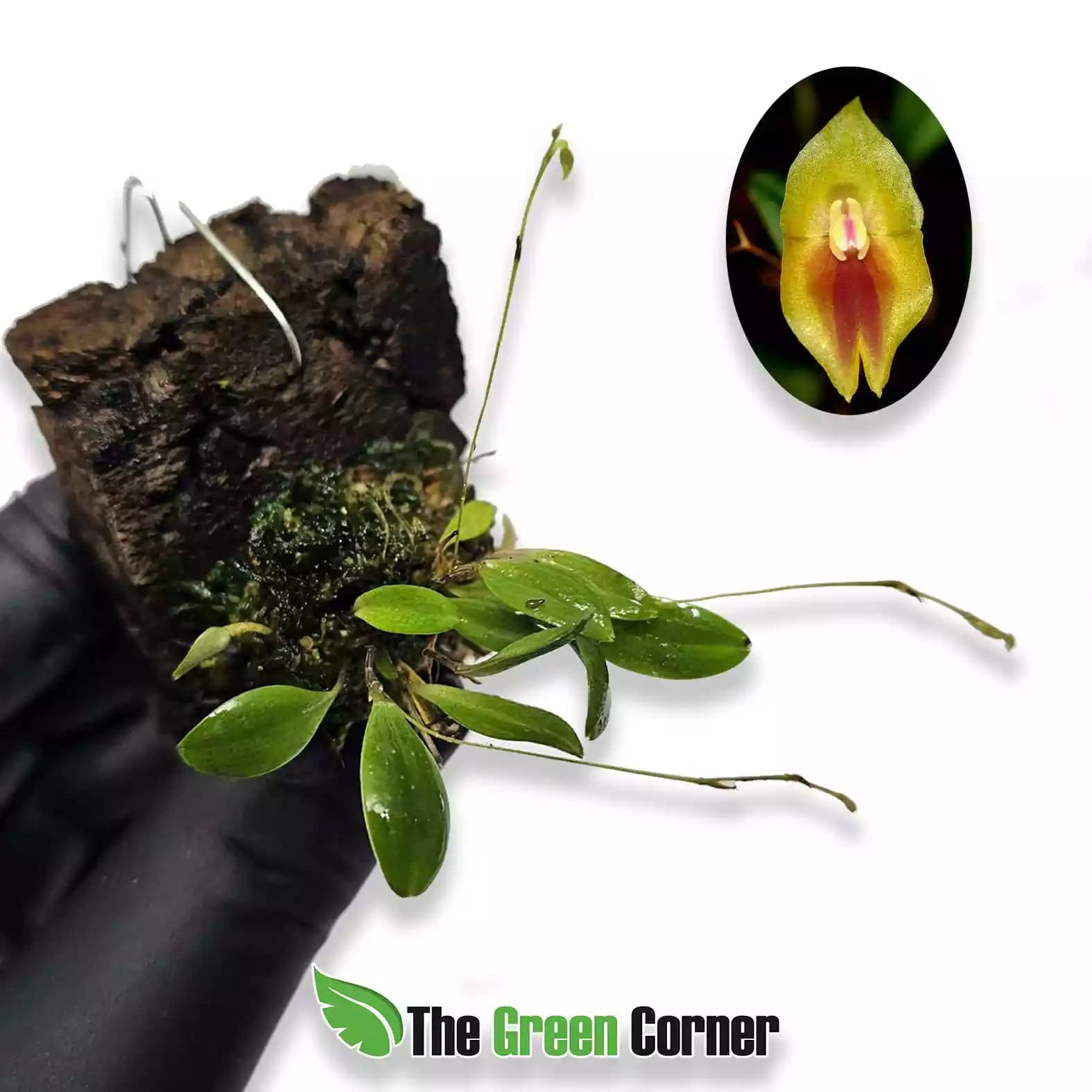 lepanthes-escobariana