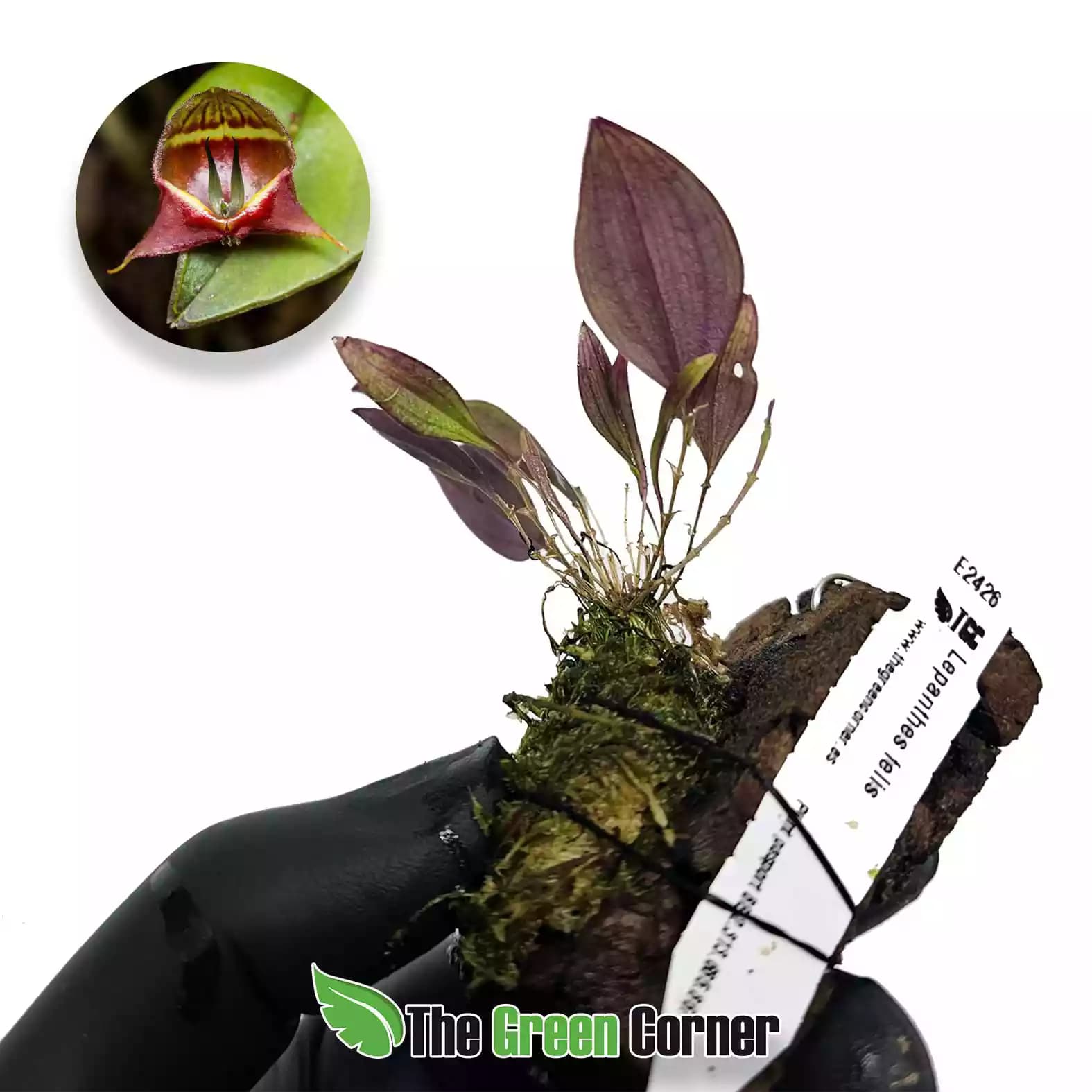 lepanthes-felis-lateral