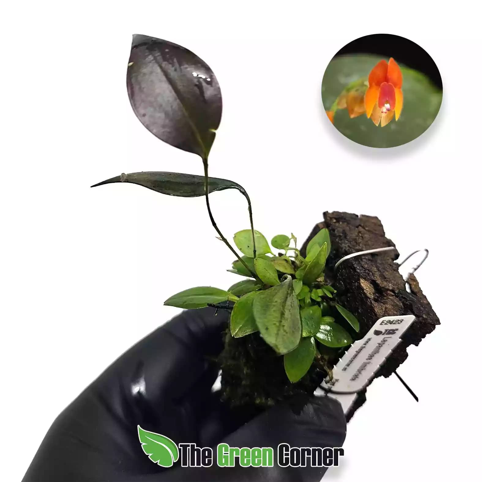 lepanthes-fimbriata-lateral