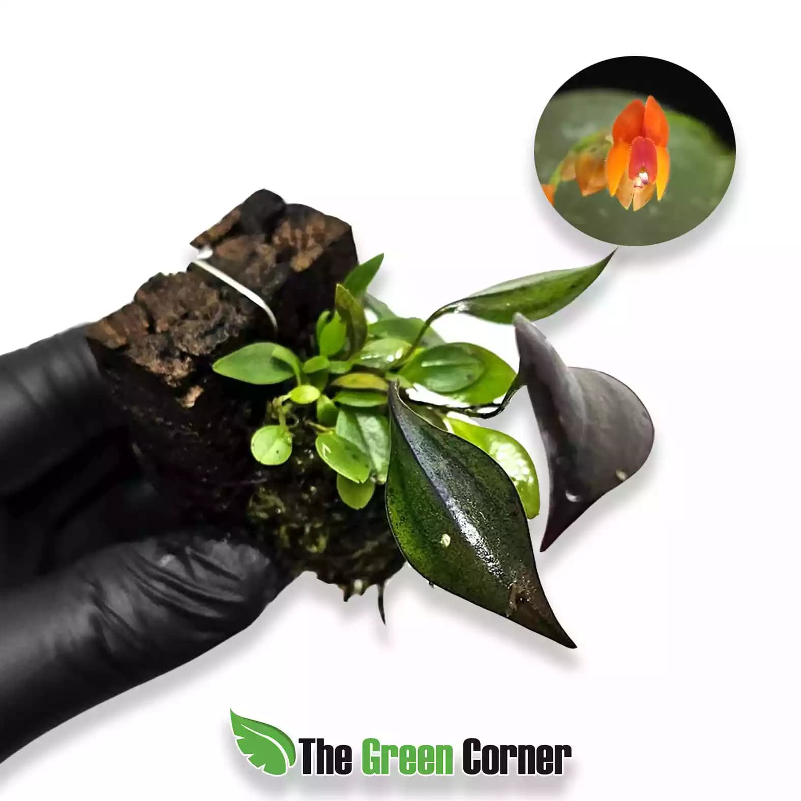 lepanthes-fimbriata