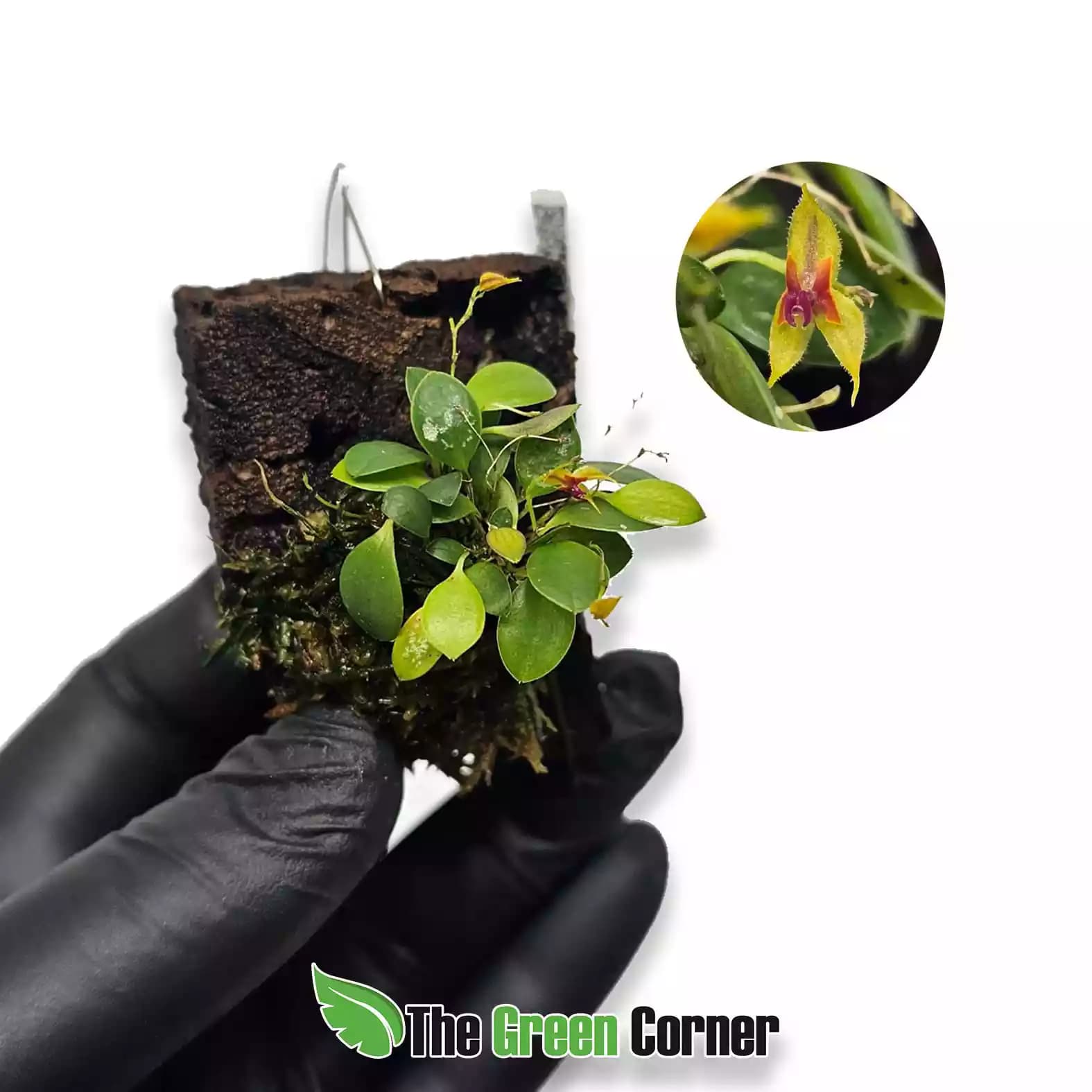 lepanthes-pulchella-general