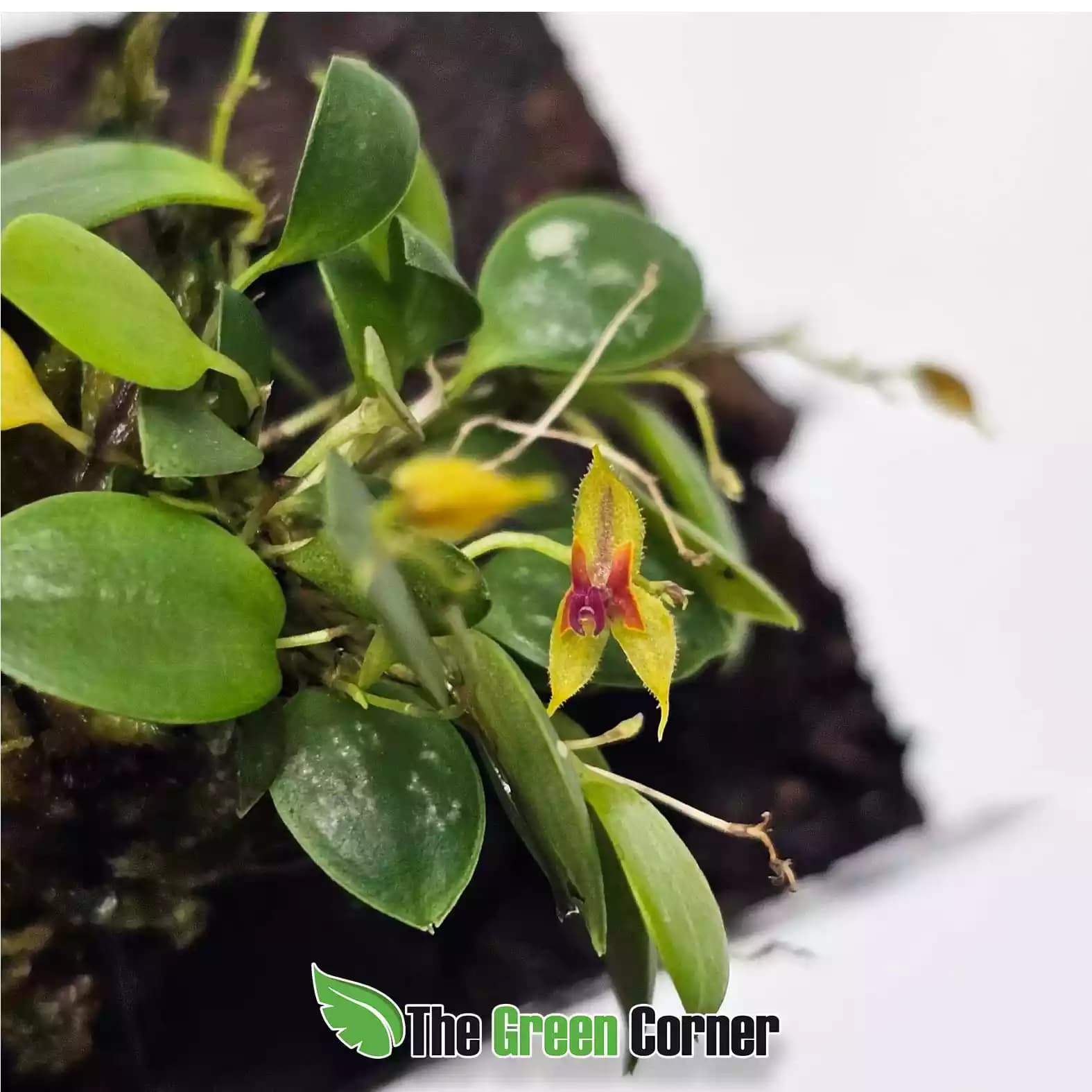 lepanthes-pulchella