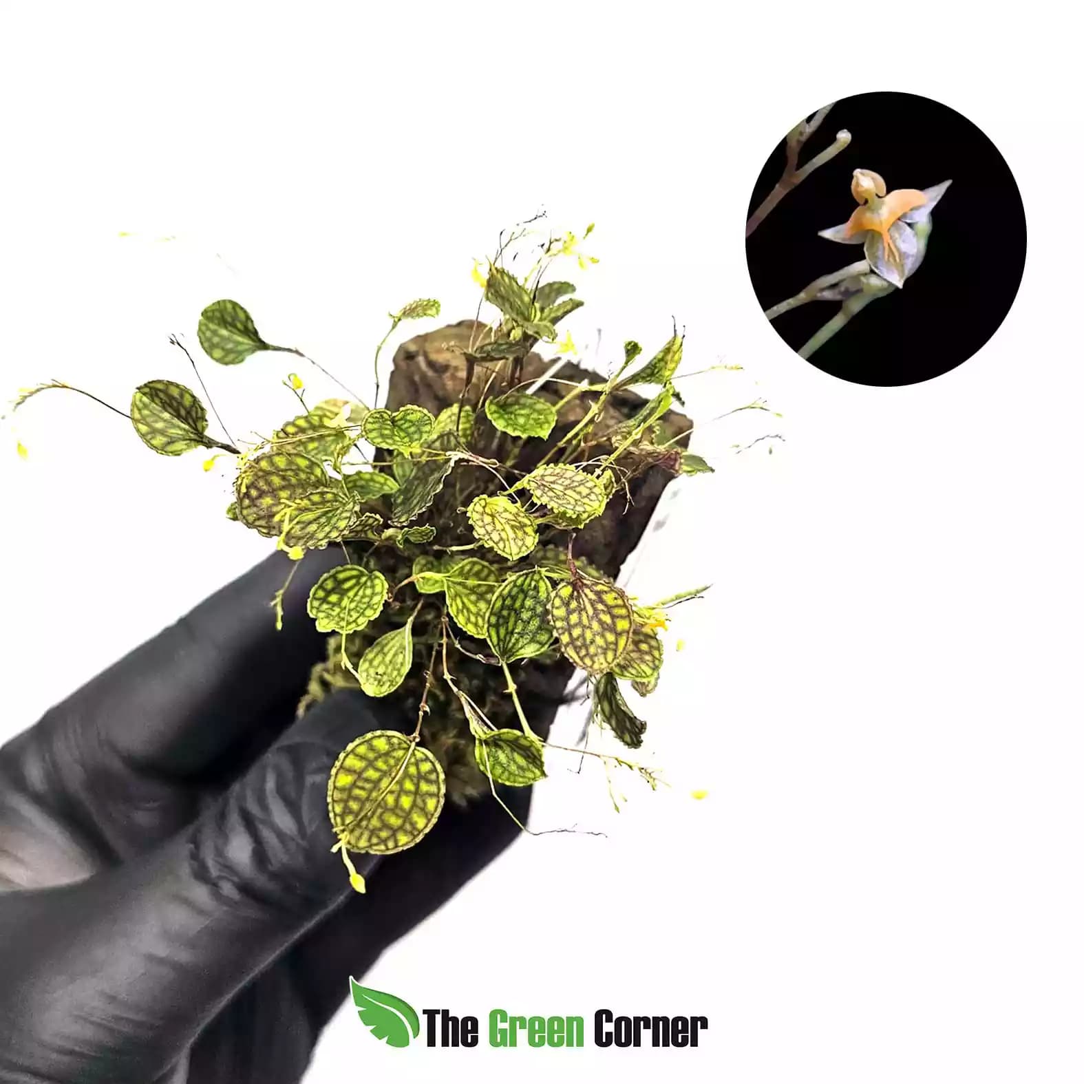 Lepanthes volador