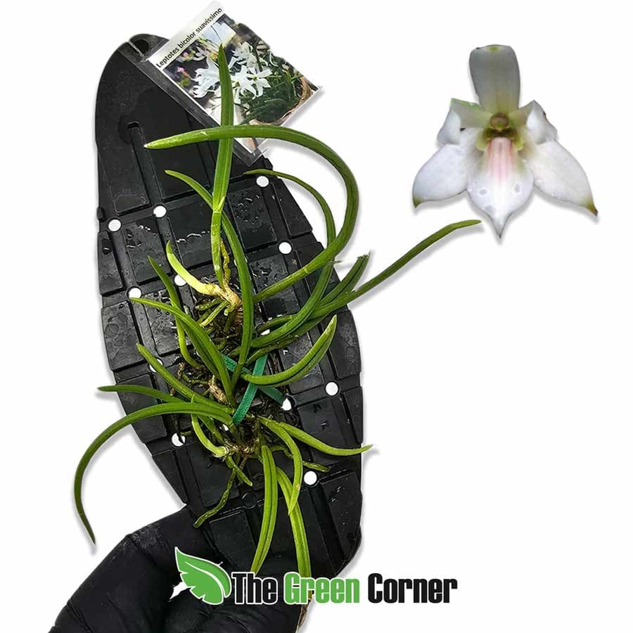 leptotes-bicolor-suavissimo