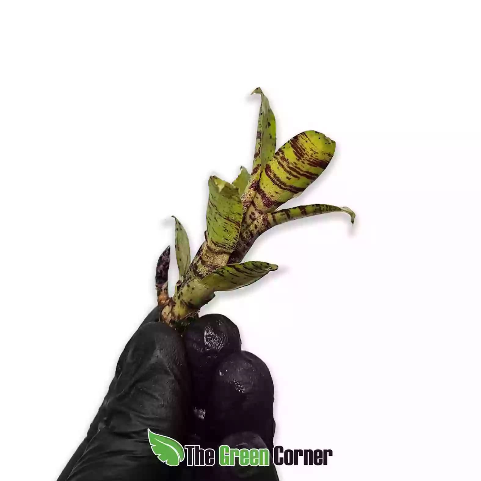 liliputeana-lateral