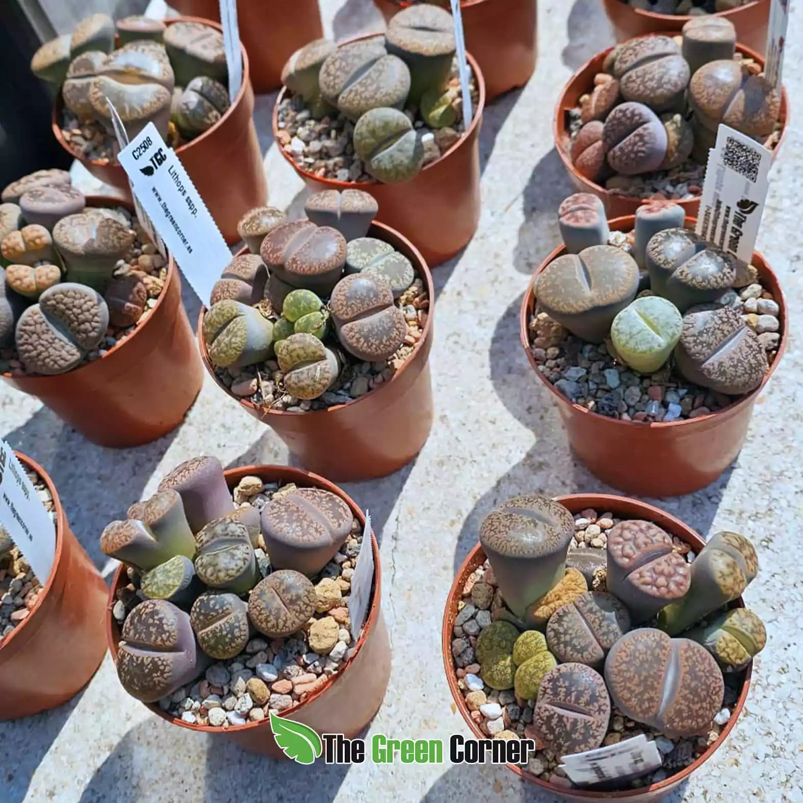 Lithops sp