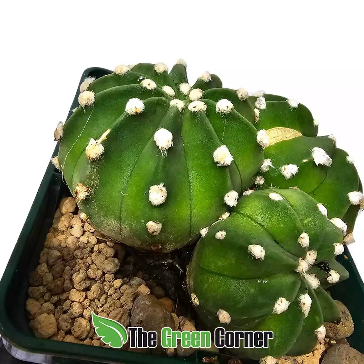 lobivia-ancistrophora-detalle