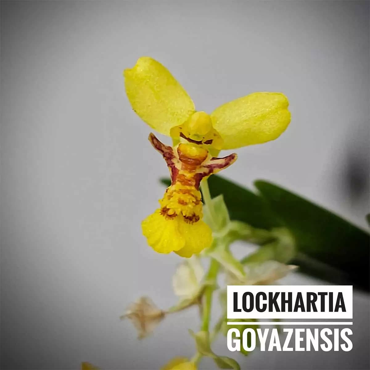 Lockhartia goyazensis 2